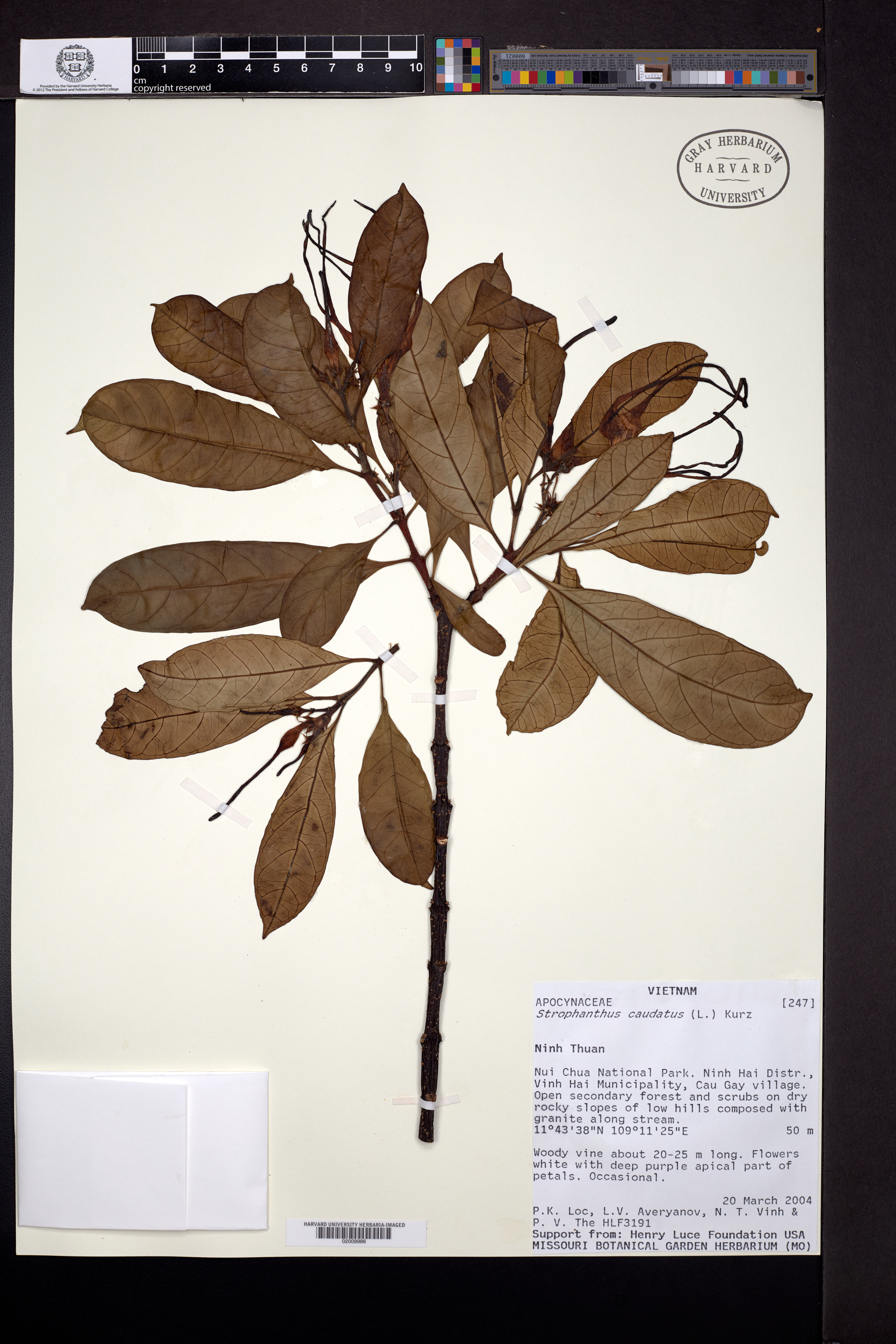 Strophanthus caudatus — ảnh 2