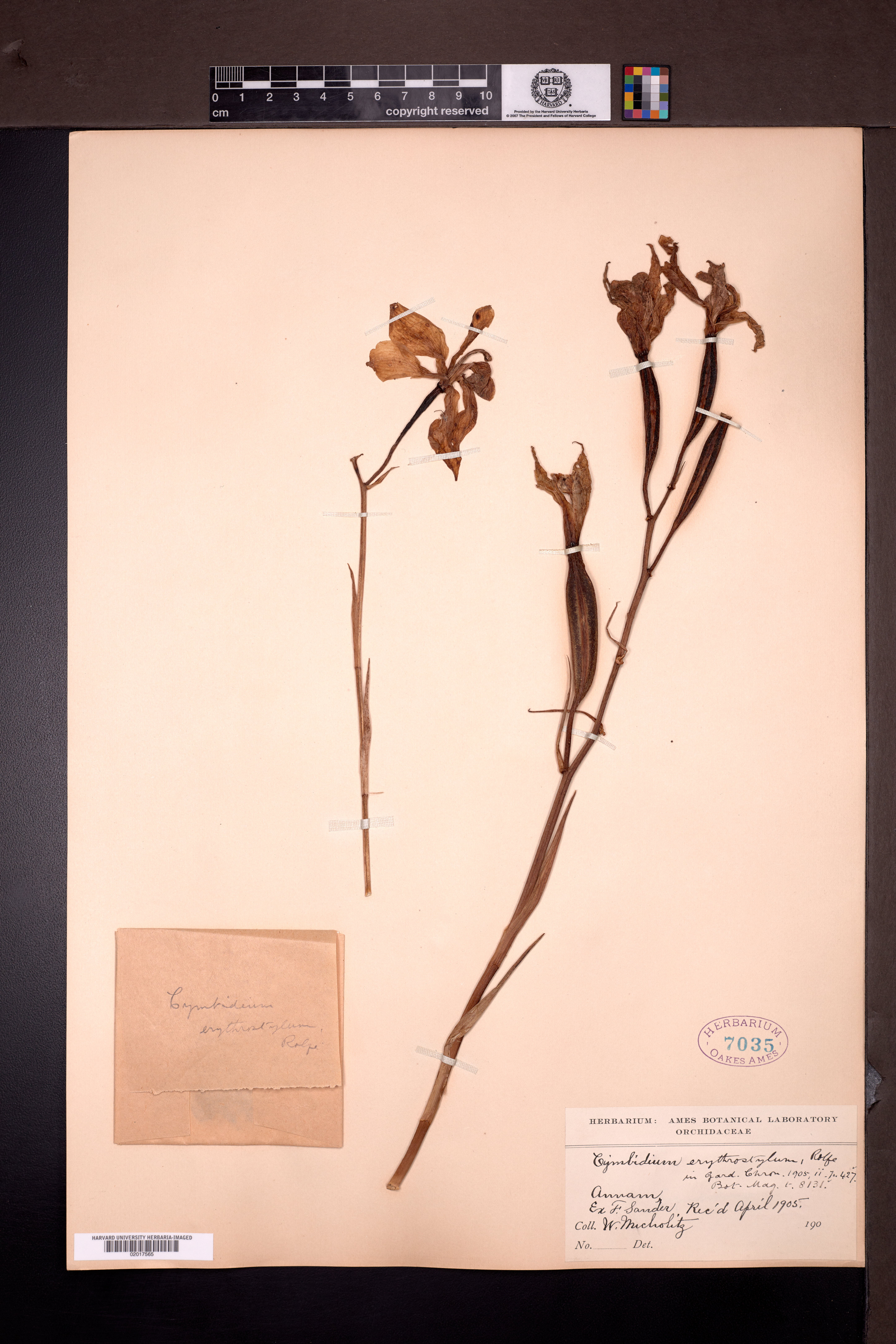 Cymbidium erythraeum (Cymbidium erythraeum)