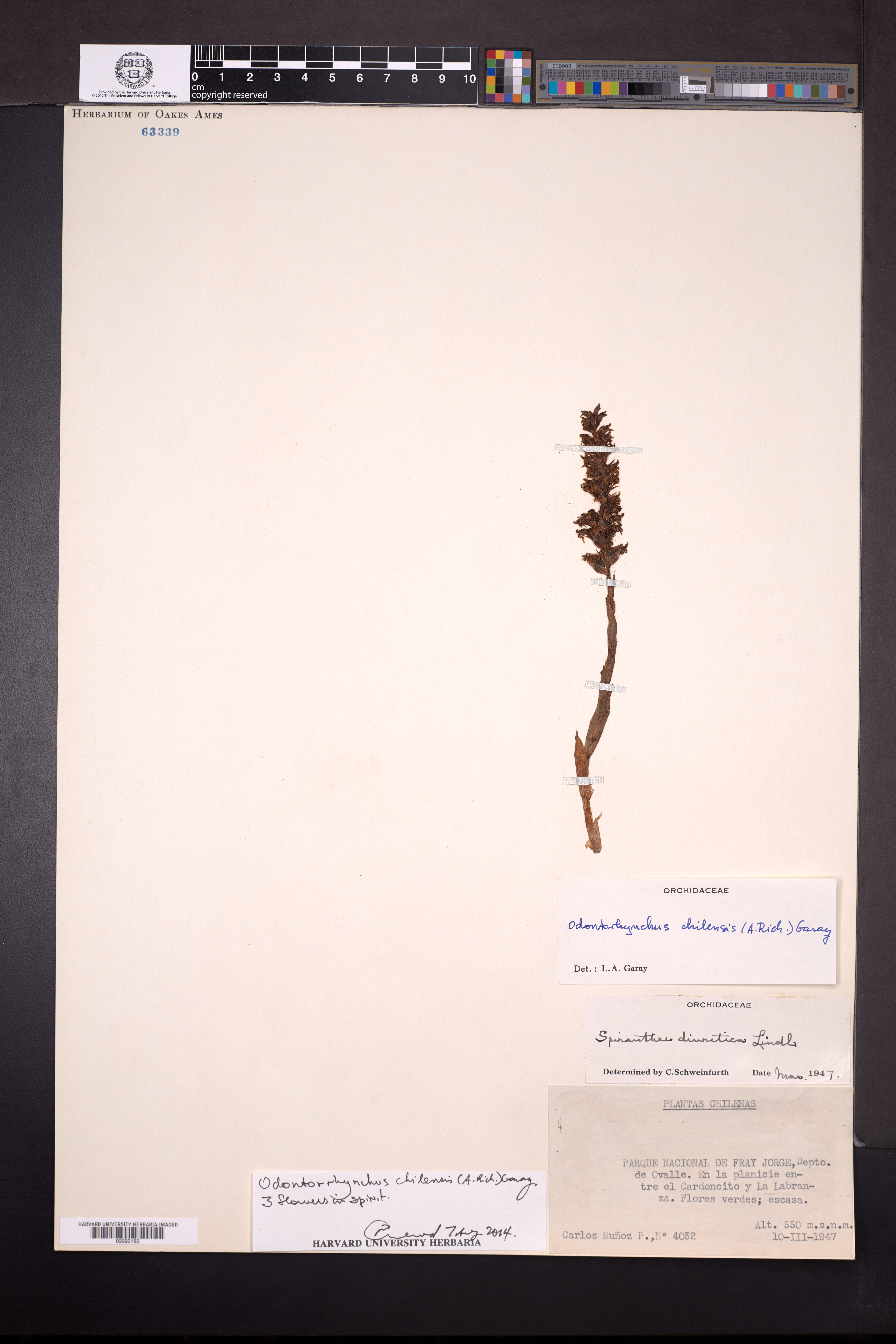 Odontorrhynchus chilensis (Odontorrhynchus chilensis)