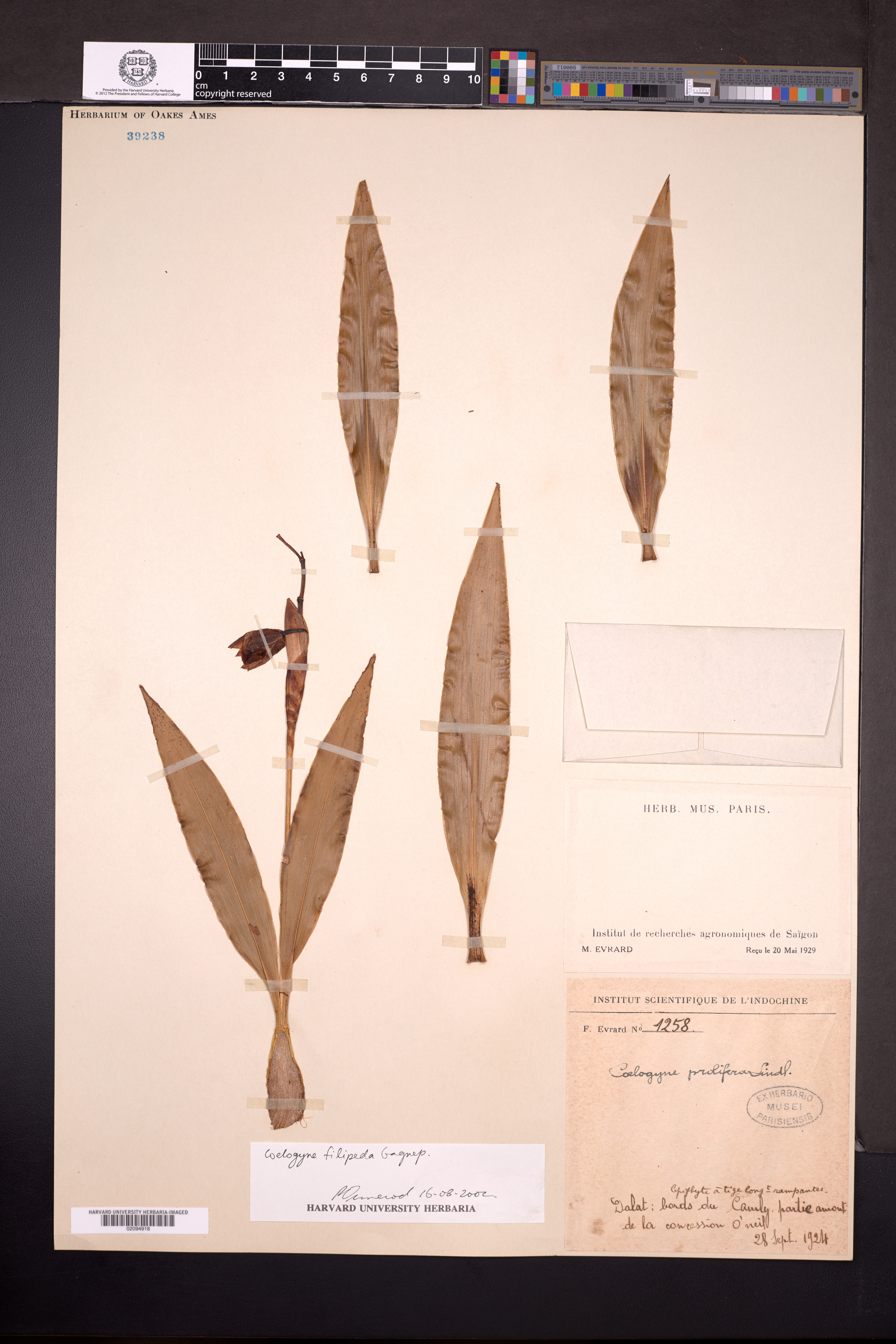 Coelogyne filipeda (Coelogyne filipeda)