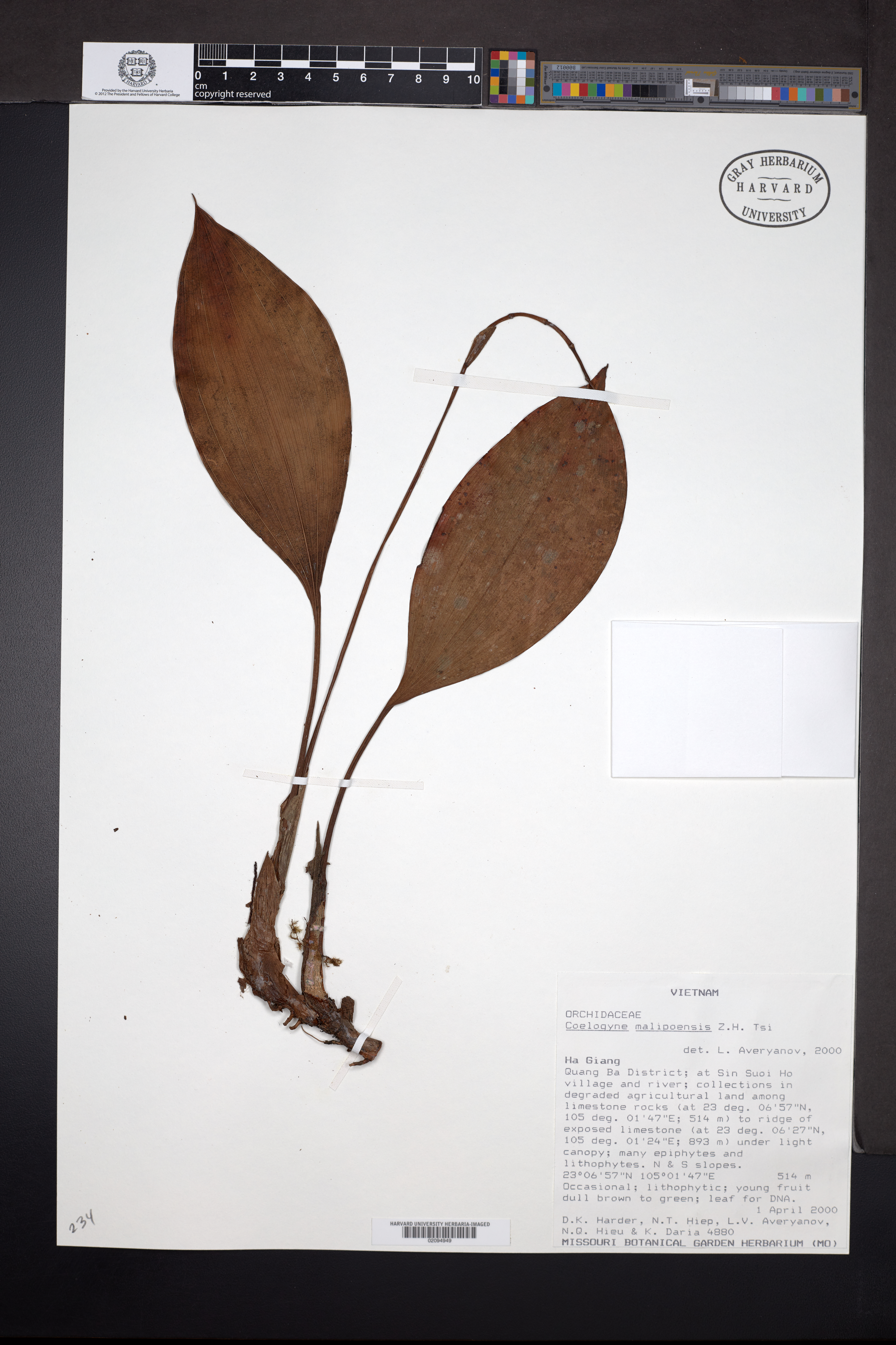 Coelogyne malipoensis — ảnh 3