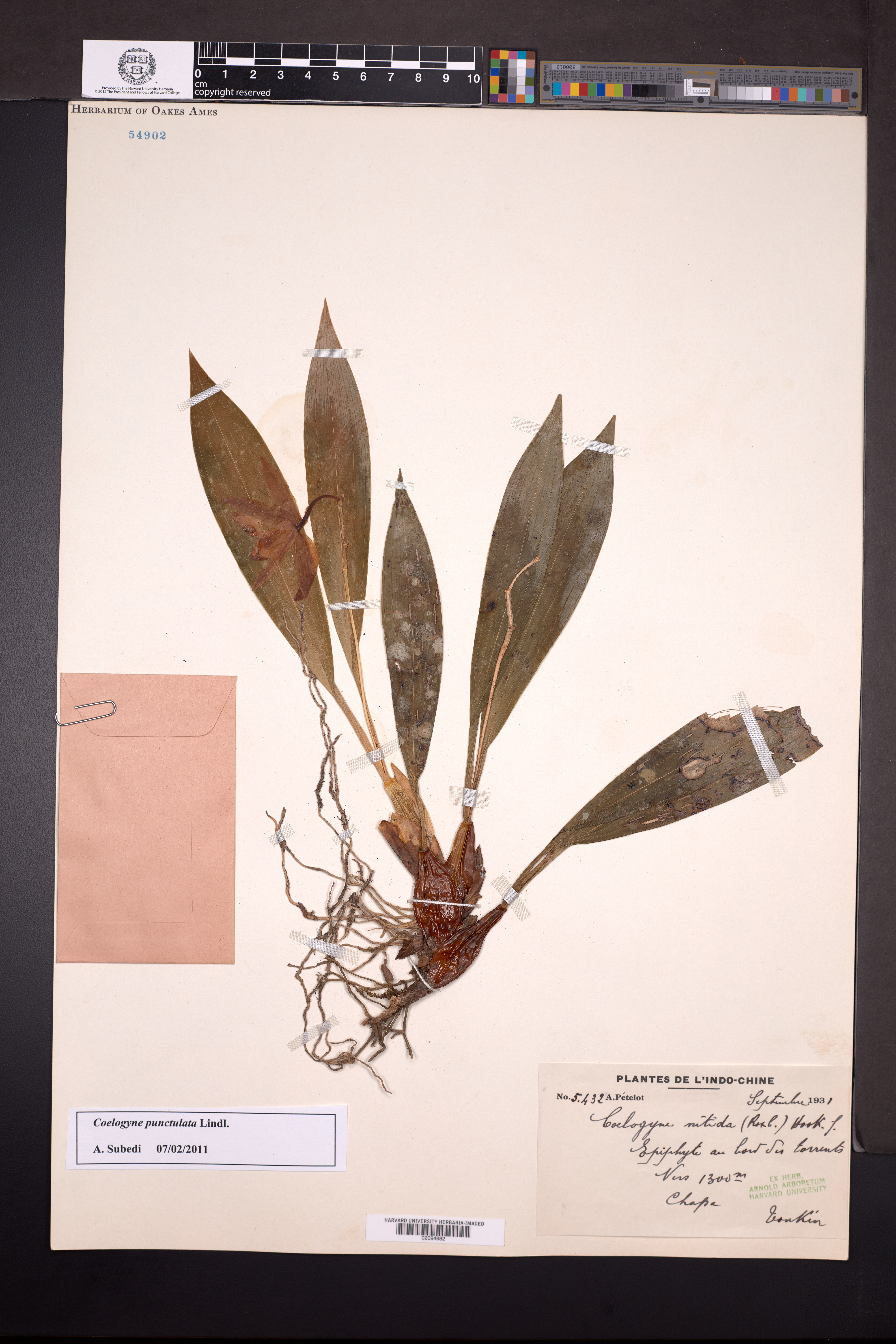 Coelogyne punctulata — ảnh 2