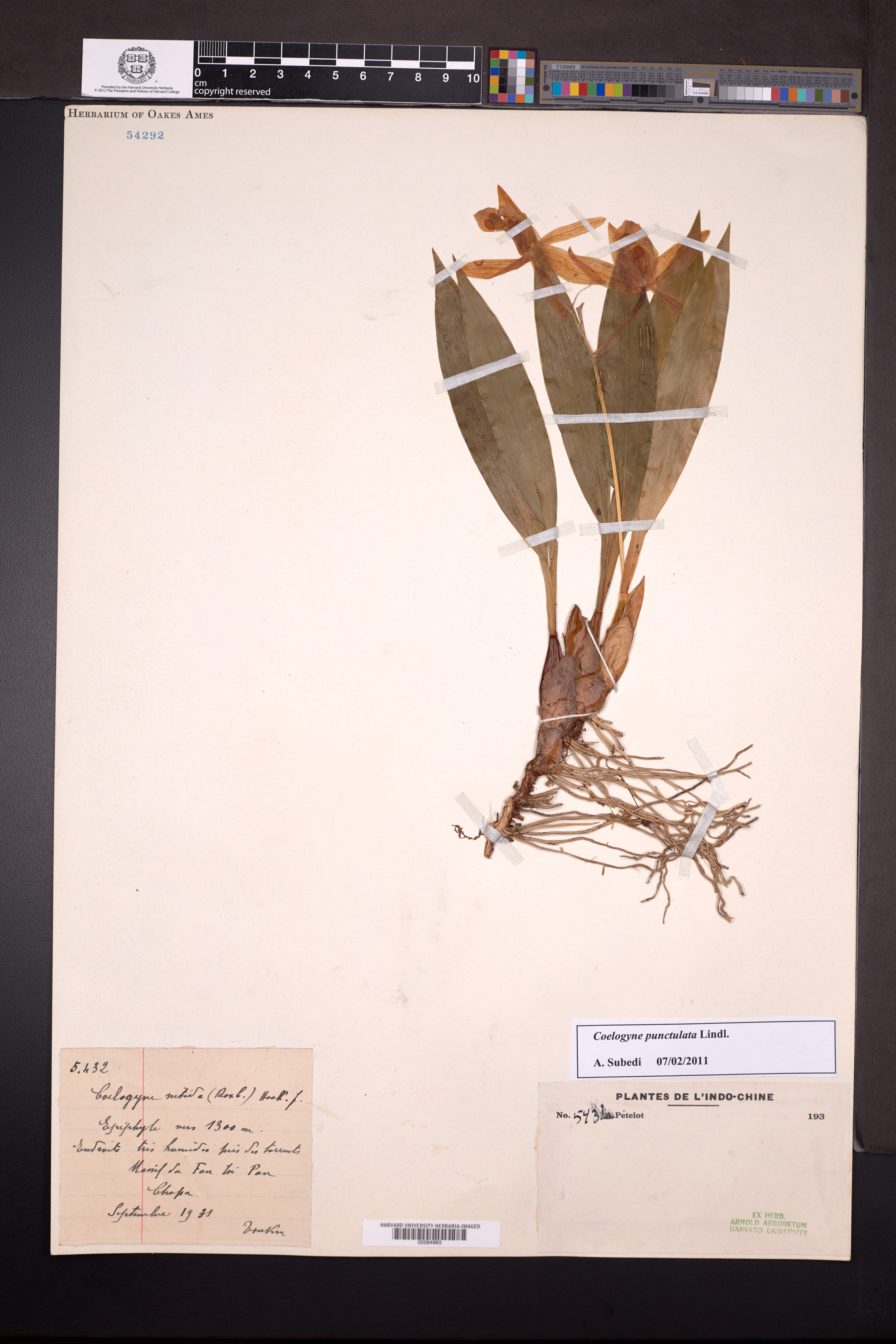 Coelogyne punctulata — ảnh 3