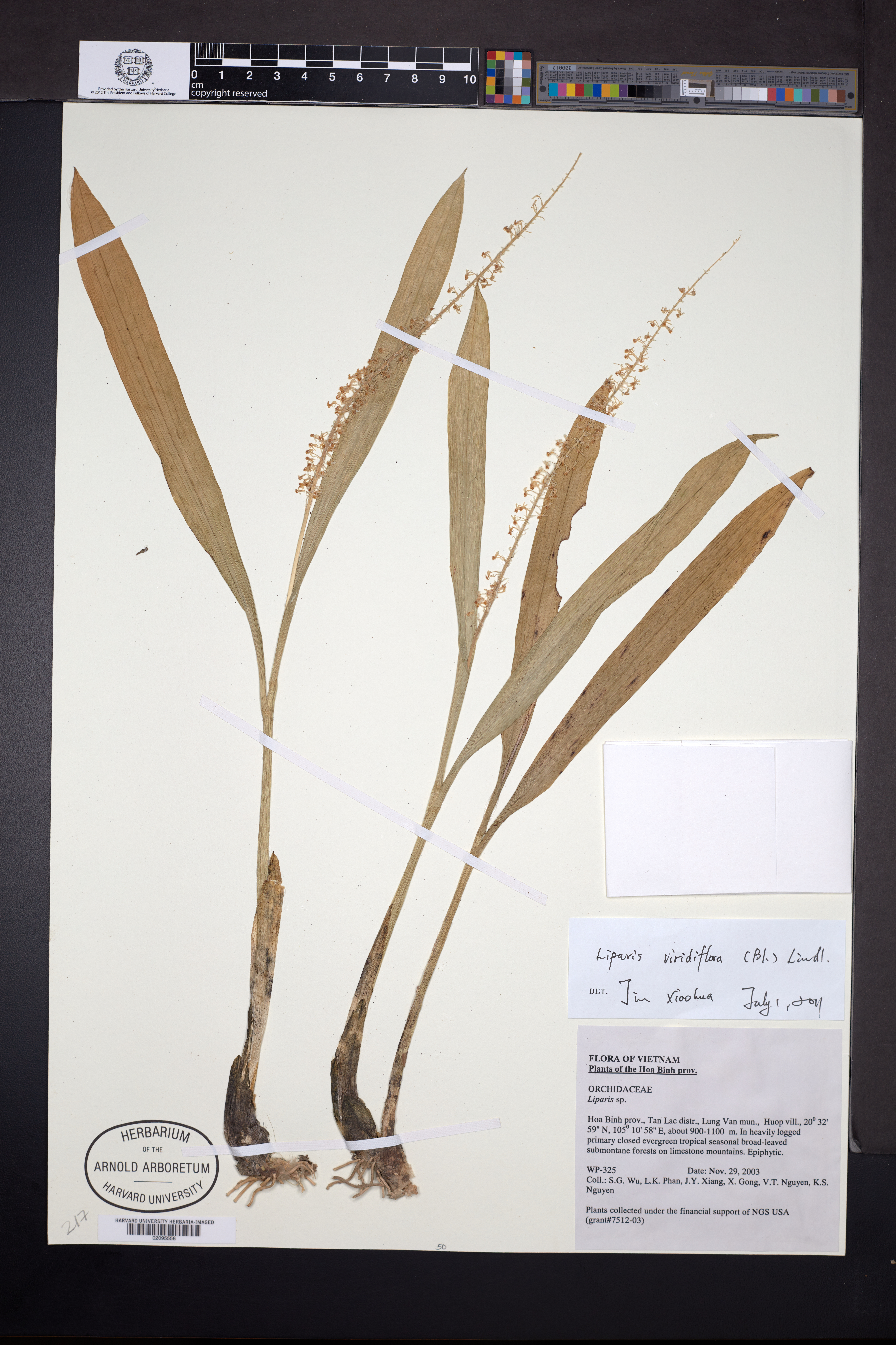 Liparis viridiflora (Liparis viridiflora)
