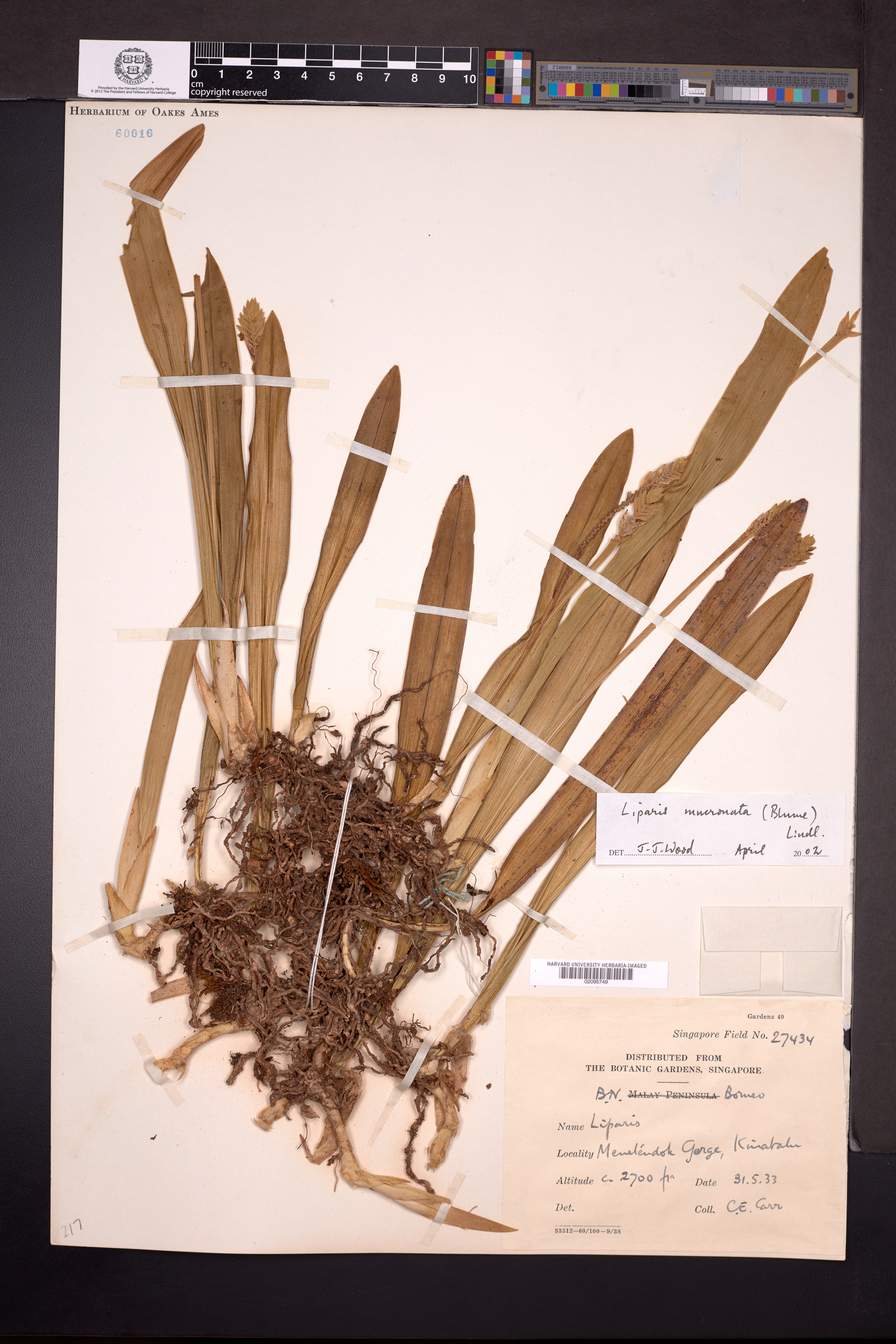 Stichorkis mucronata (Stichorkis mucronata)