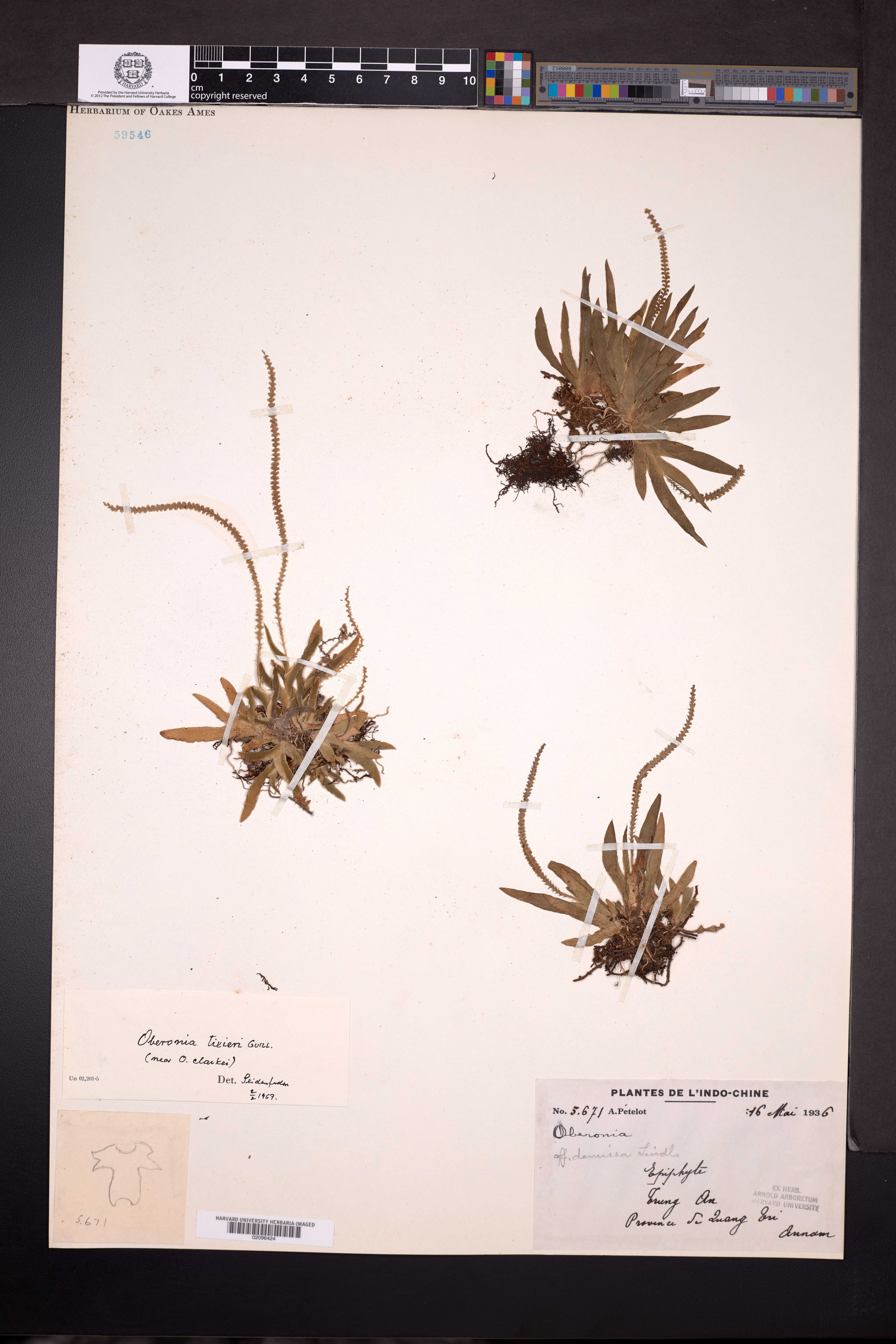Oberonia tixieri (Oberonia tixieri)