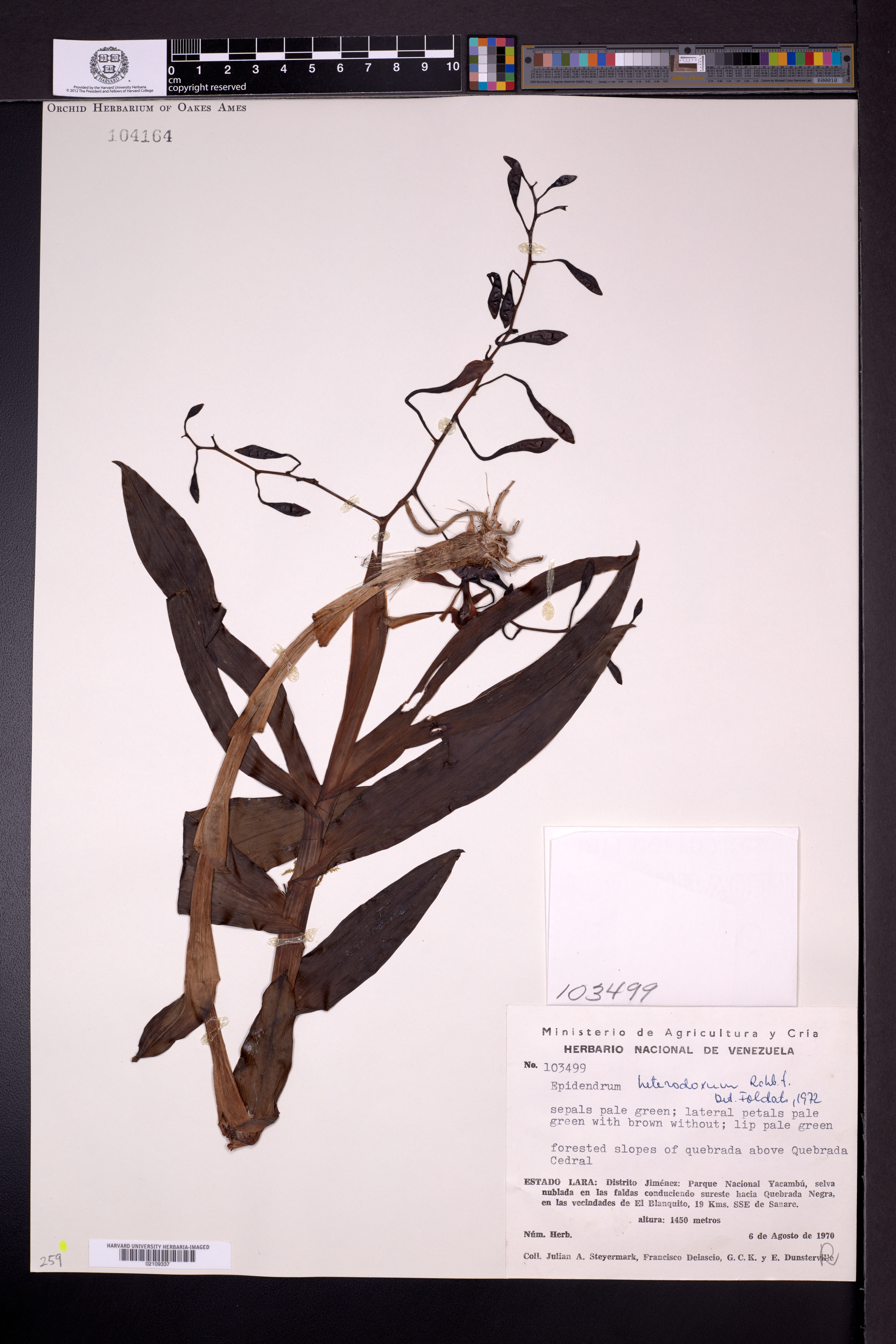 Epidendrum heterodoxum Rchb.f.
