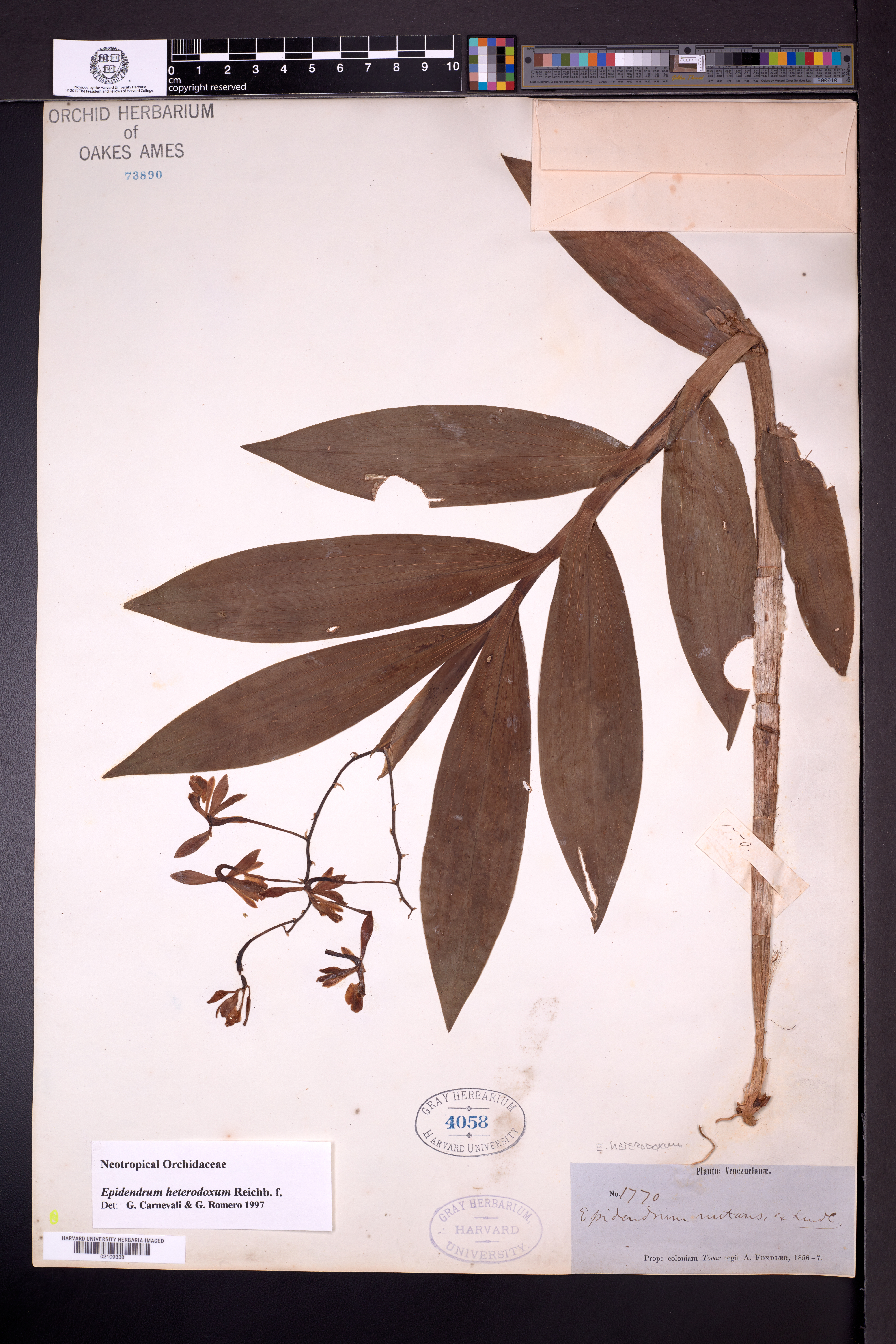 Epidendrum heterodoxum Rchb.f. 2