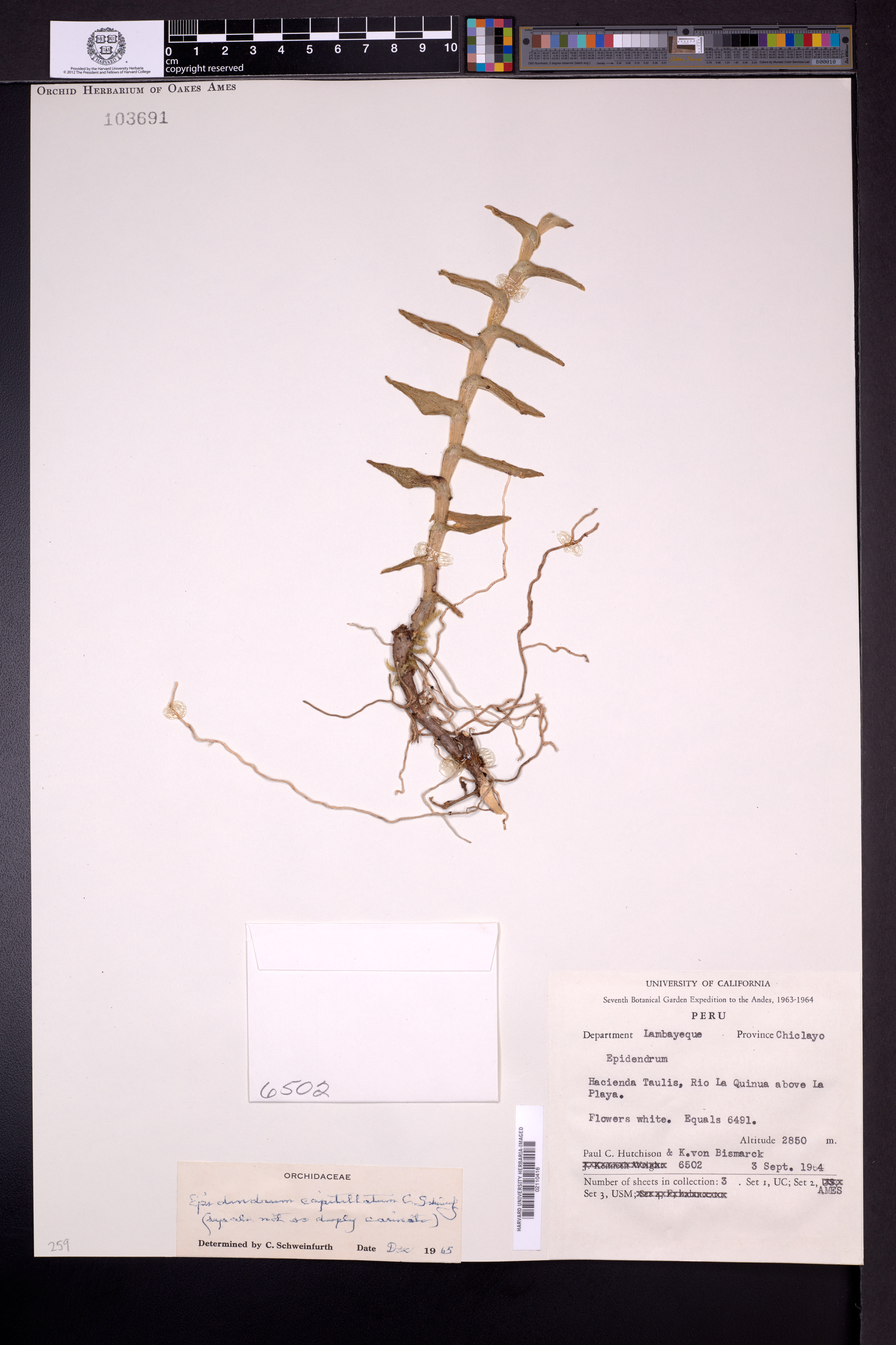 Epidendrum capitellatum C.Schweinf. 2