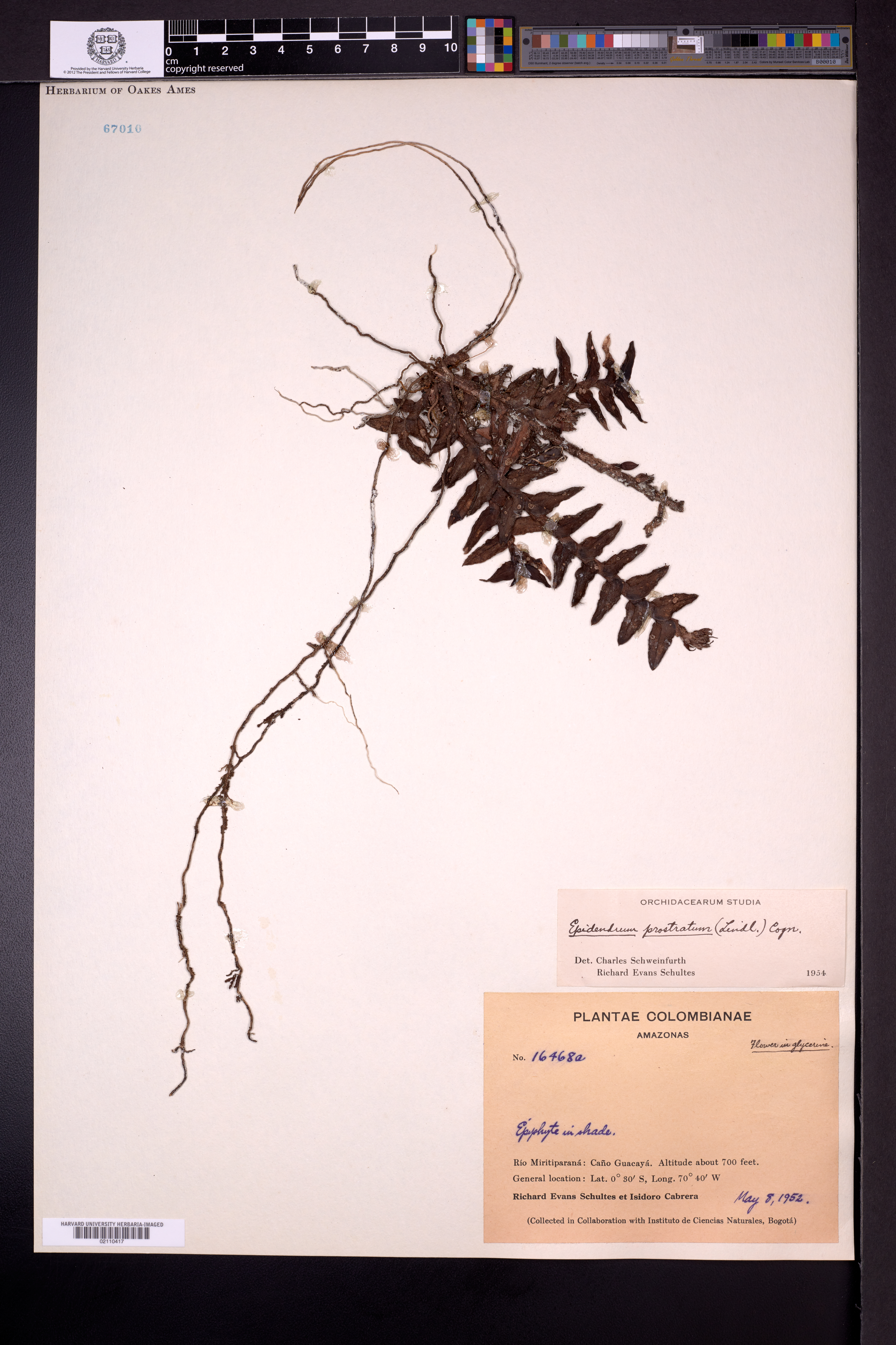 Epidendrum capitellatum C.Schweinf. 3
