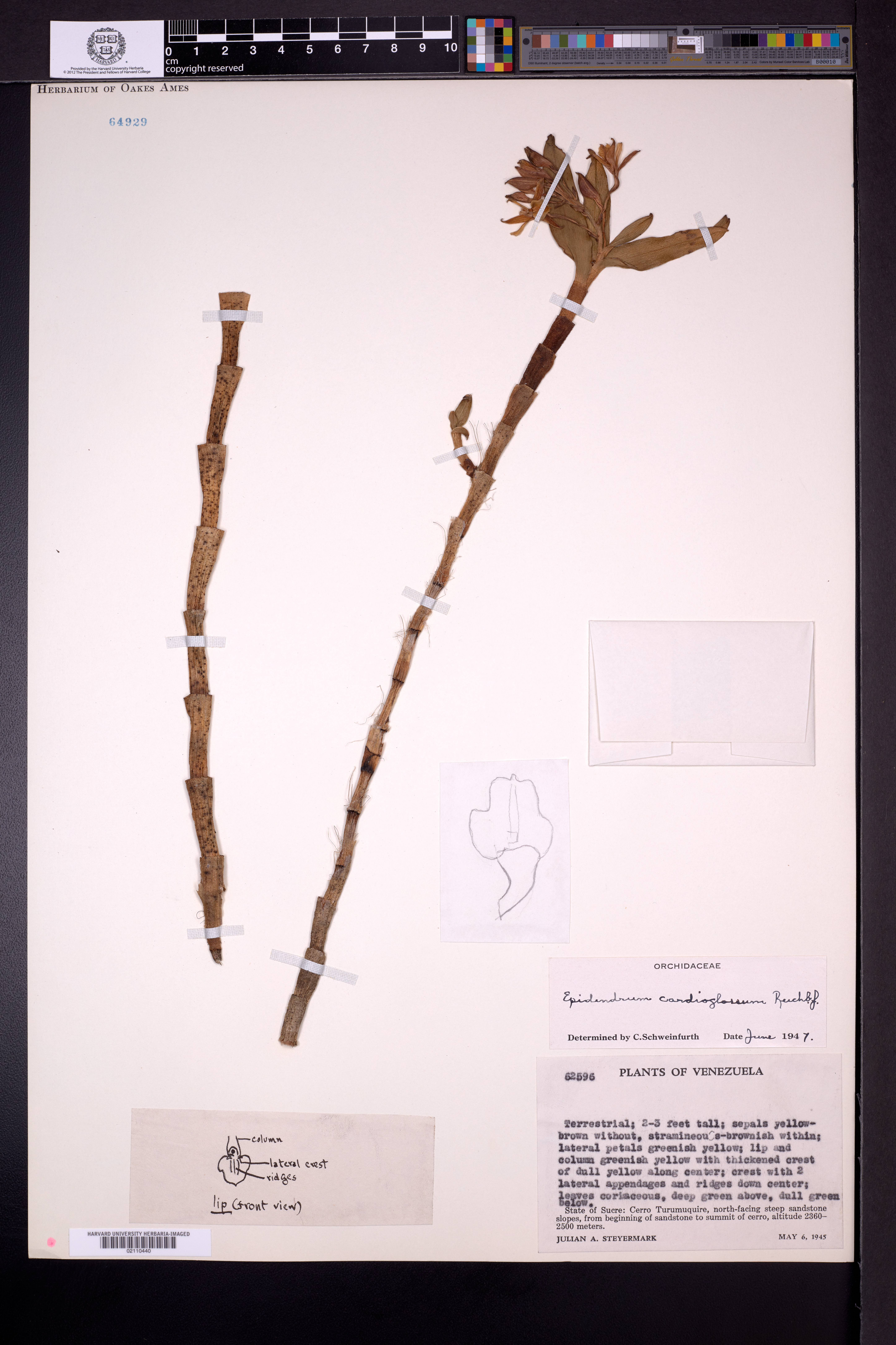 Epidendrum cardioglossum Rchb.f. 3