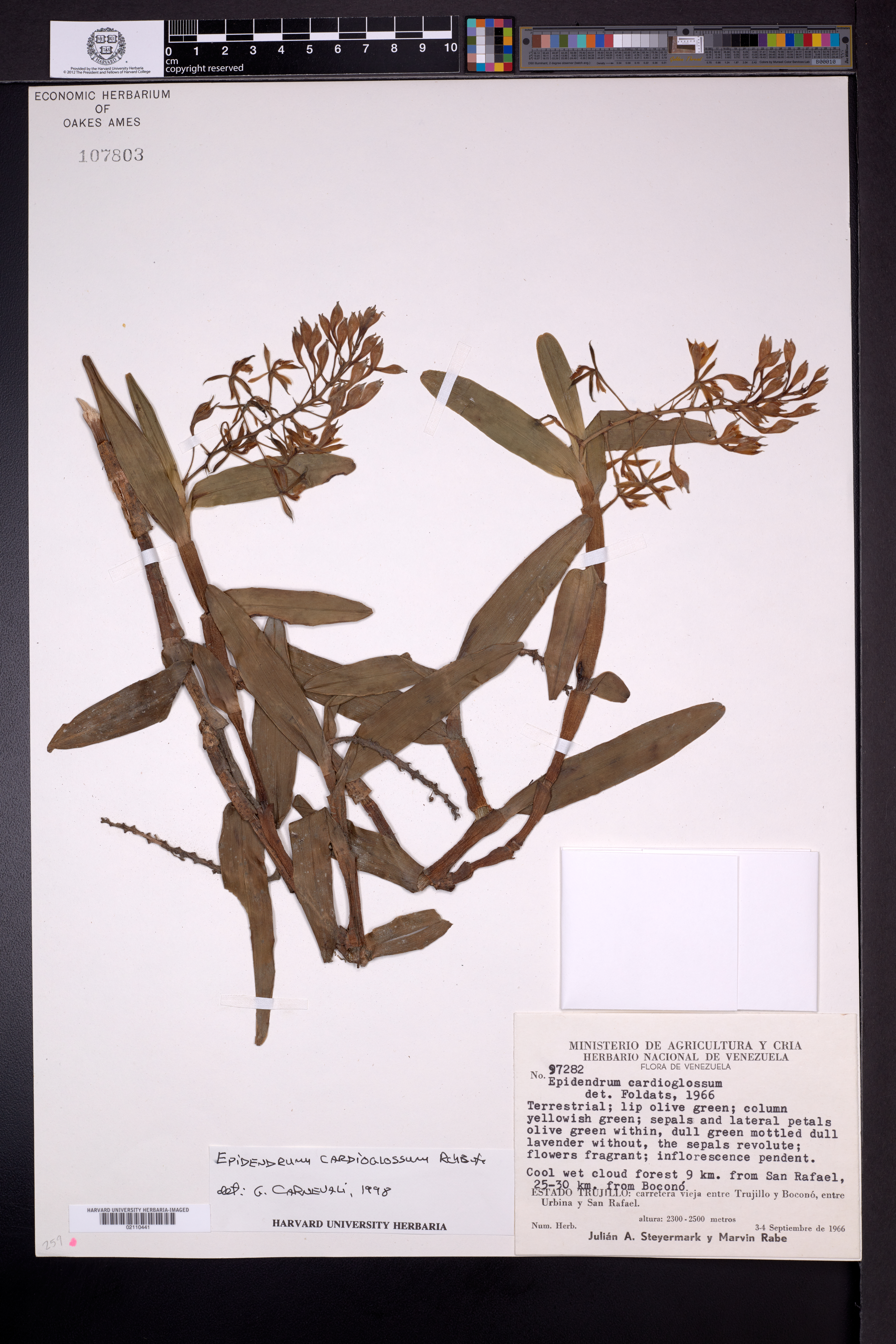 Epidendrum cardioglossum Rchb.f.