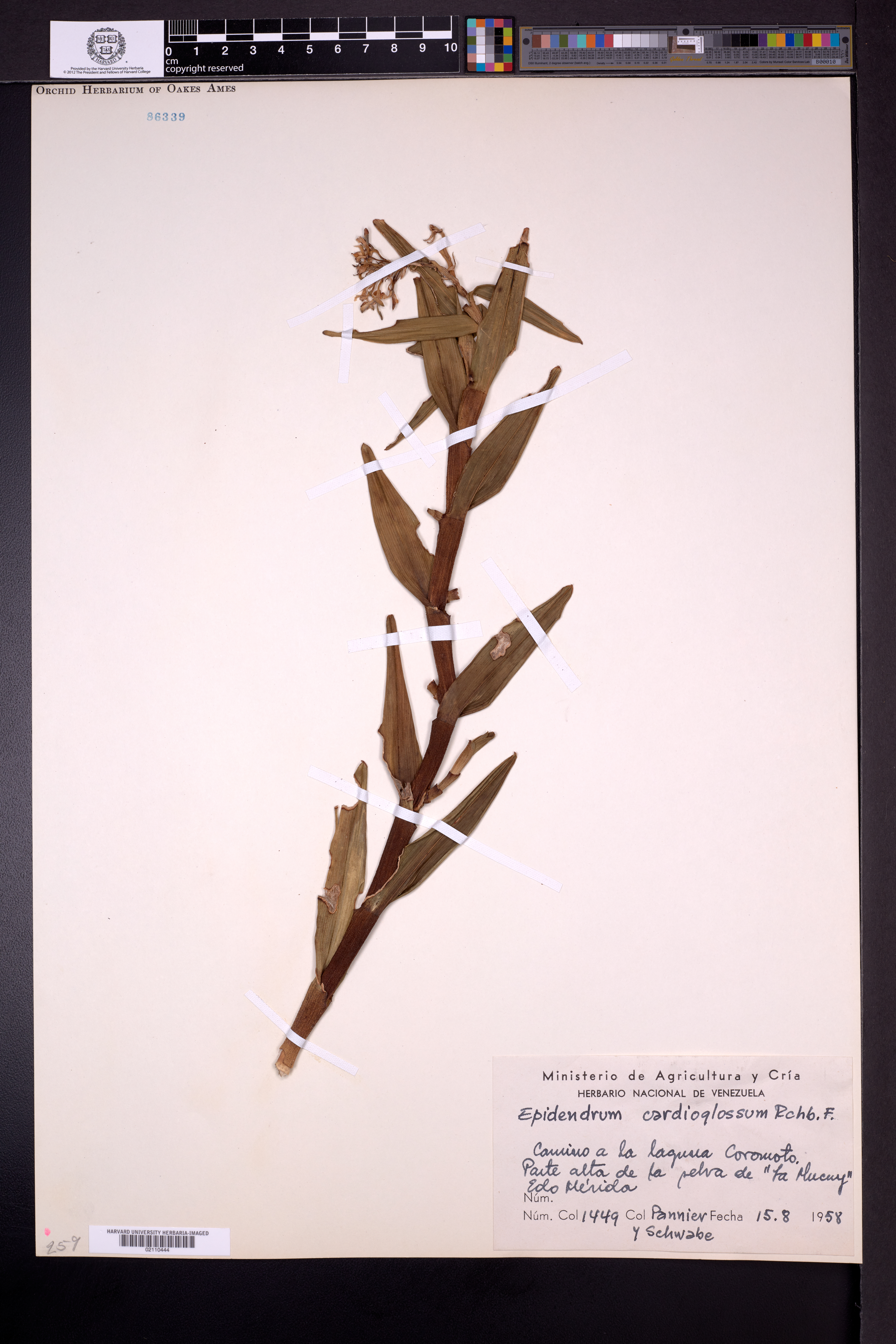 Epidendrum cardioglossum Rchb.f. 2