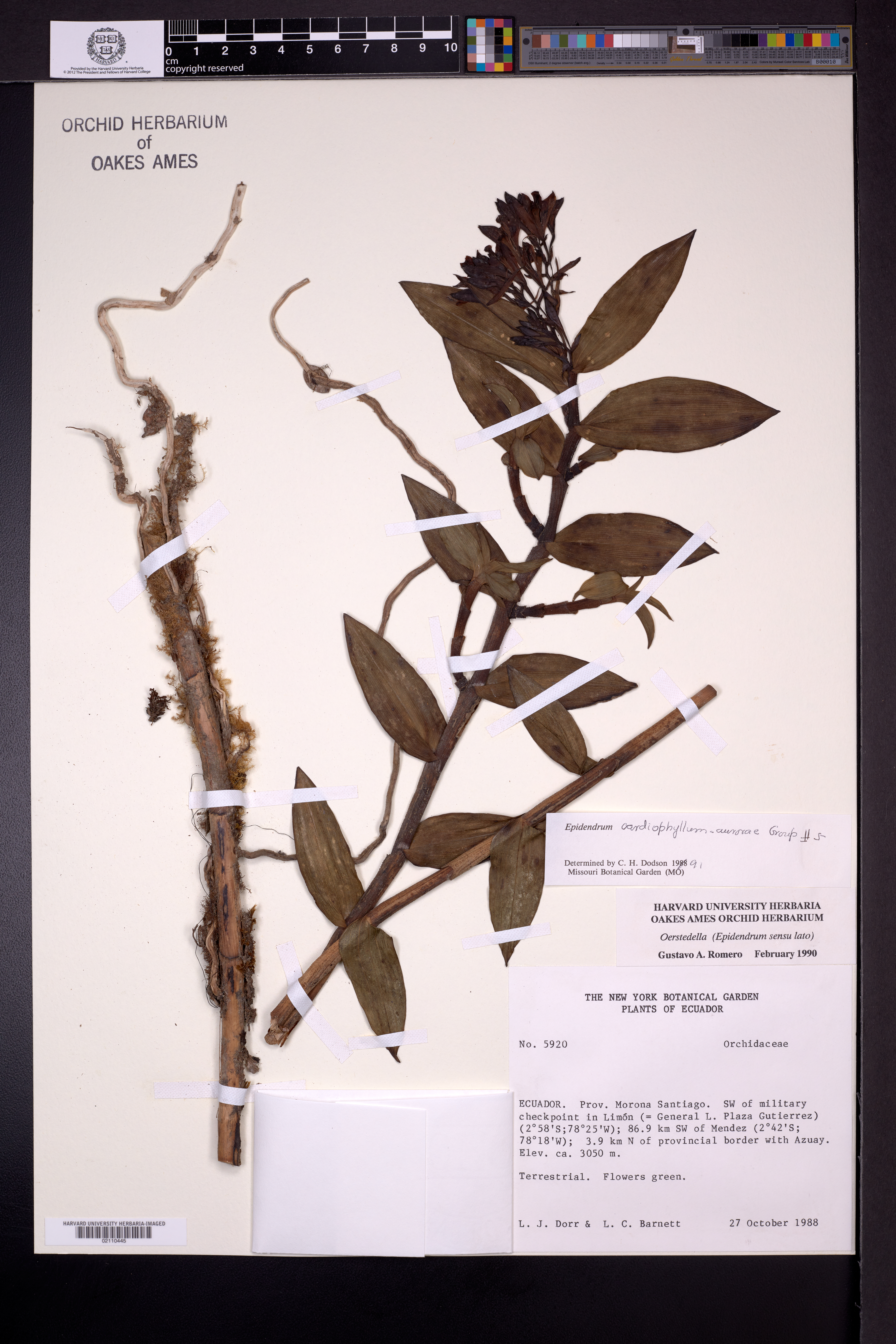 Epidendrum cardiophyllum Kraenzl.