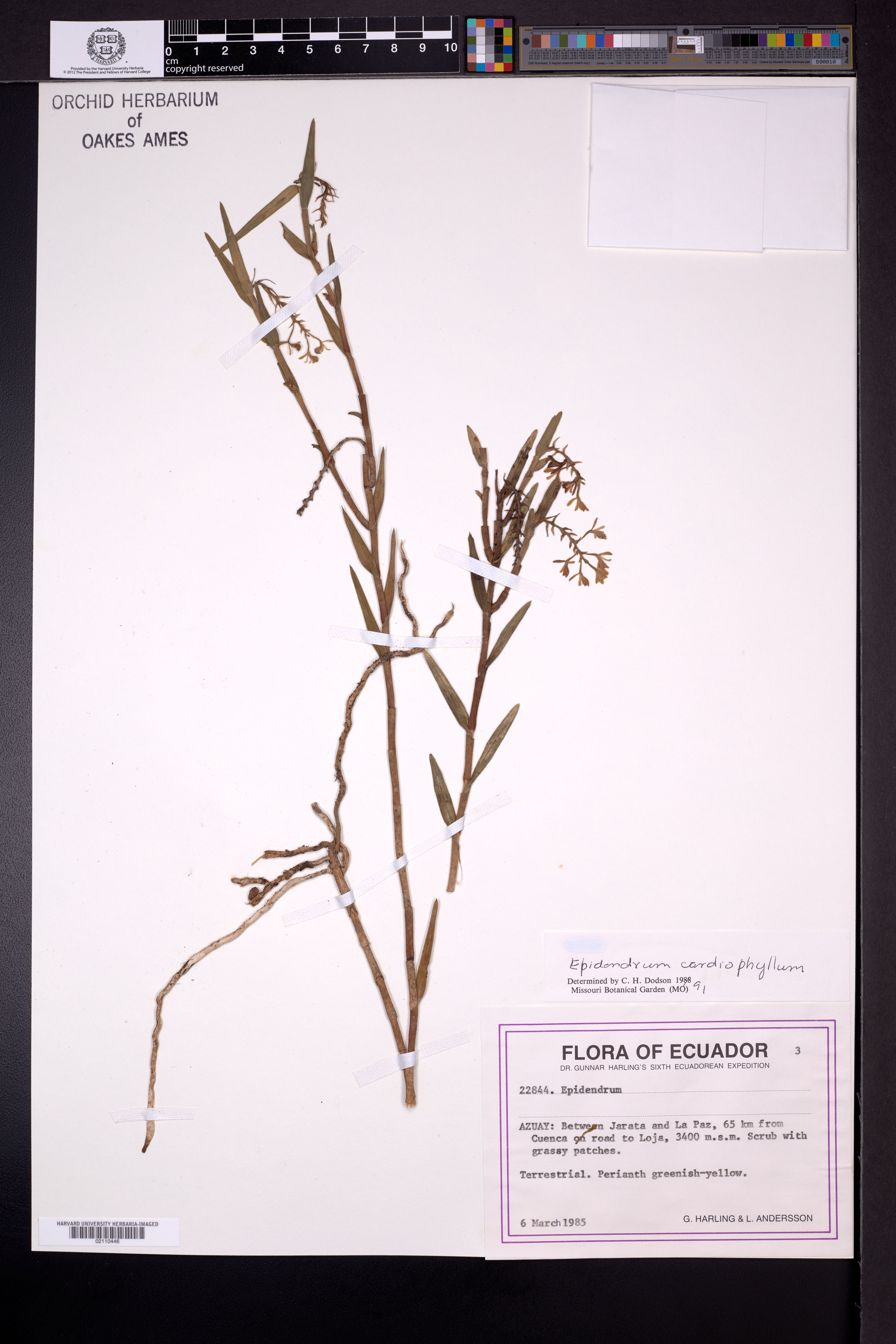 Epidendrum cardiophyllum Kraenzl. 3