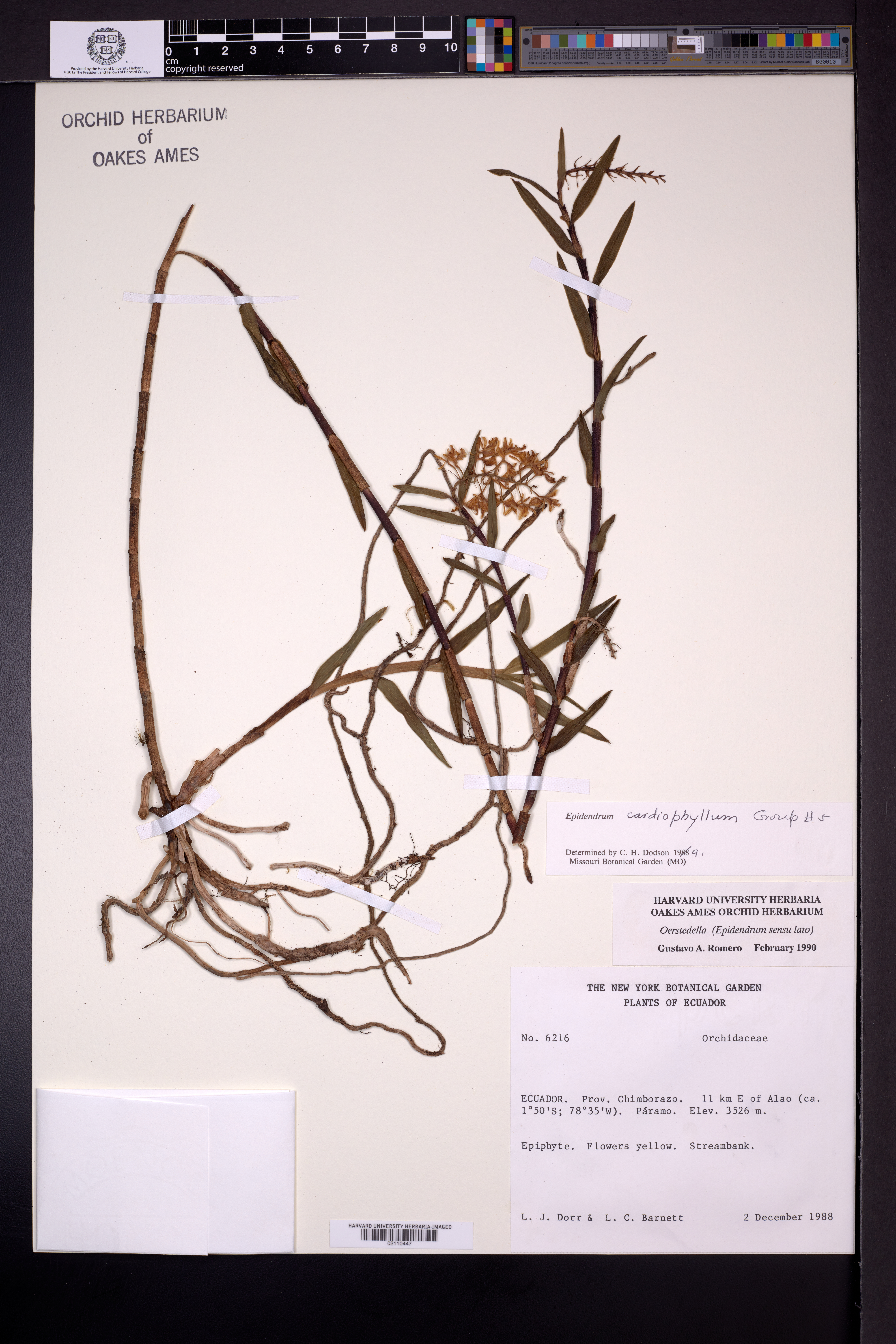 Epidendrum cardiophyllum Kraenzl. 2