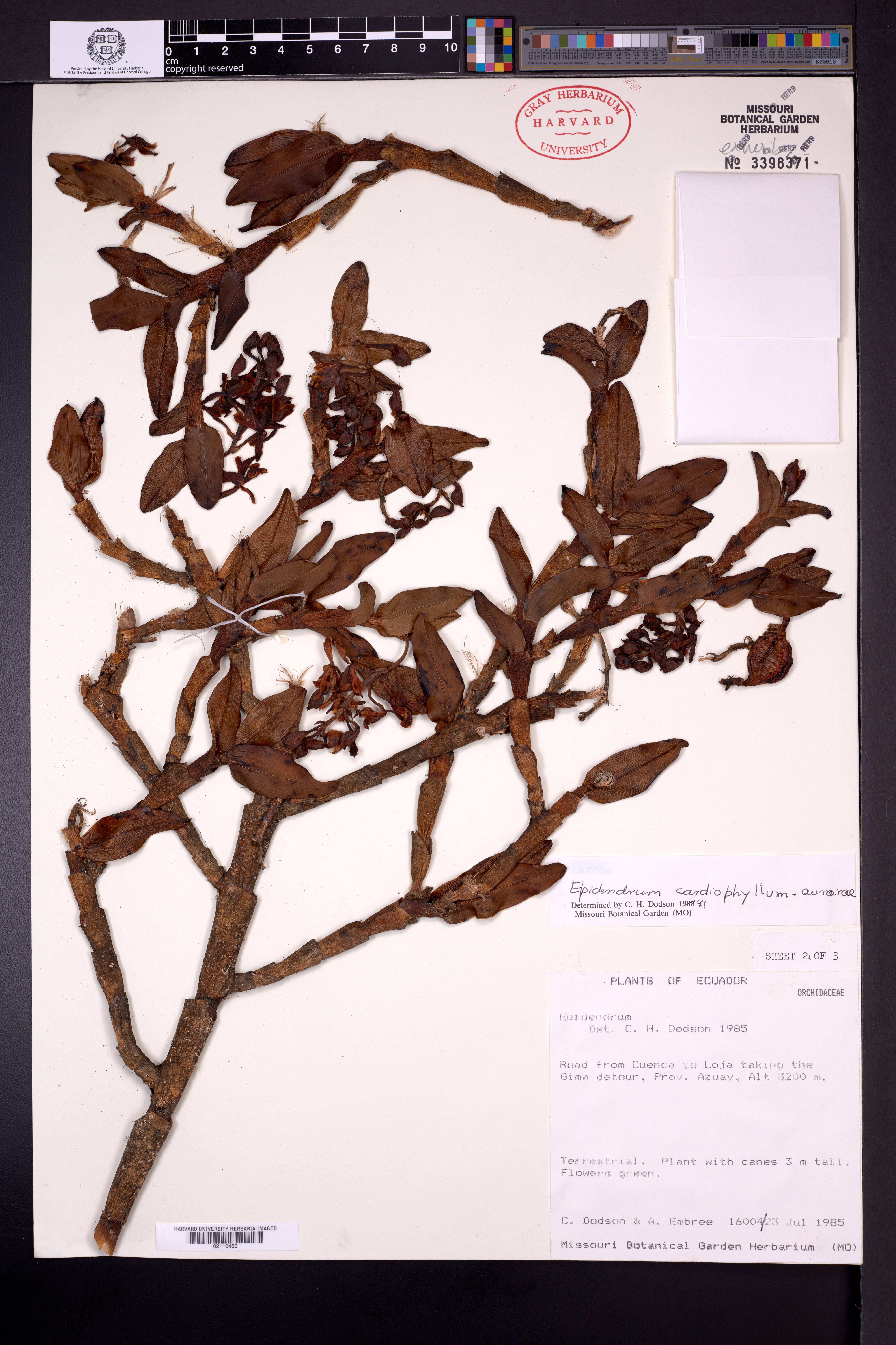 Epidendrum cardiophyllum Kraenzl. 4