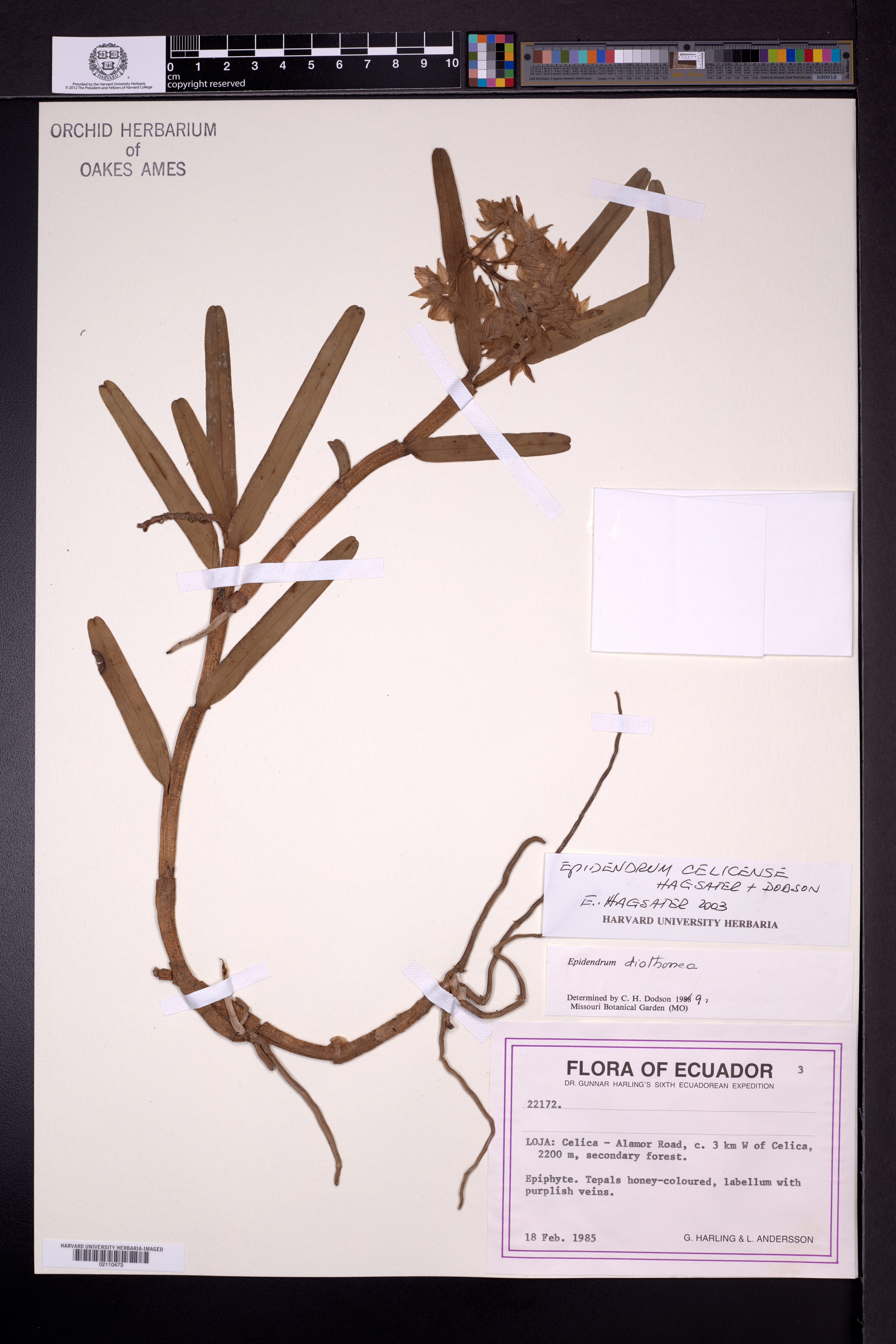 Epidendrum celicense Hágsater & Dodson 2