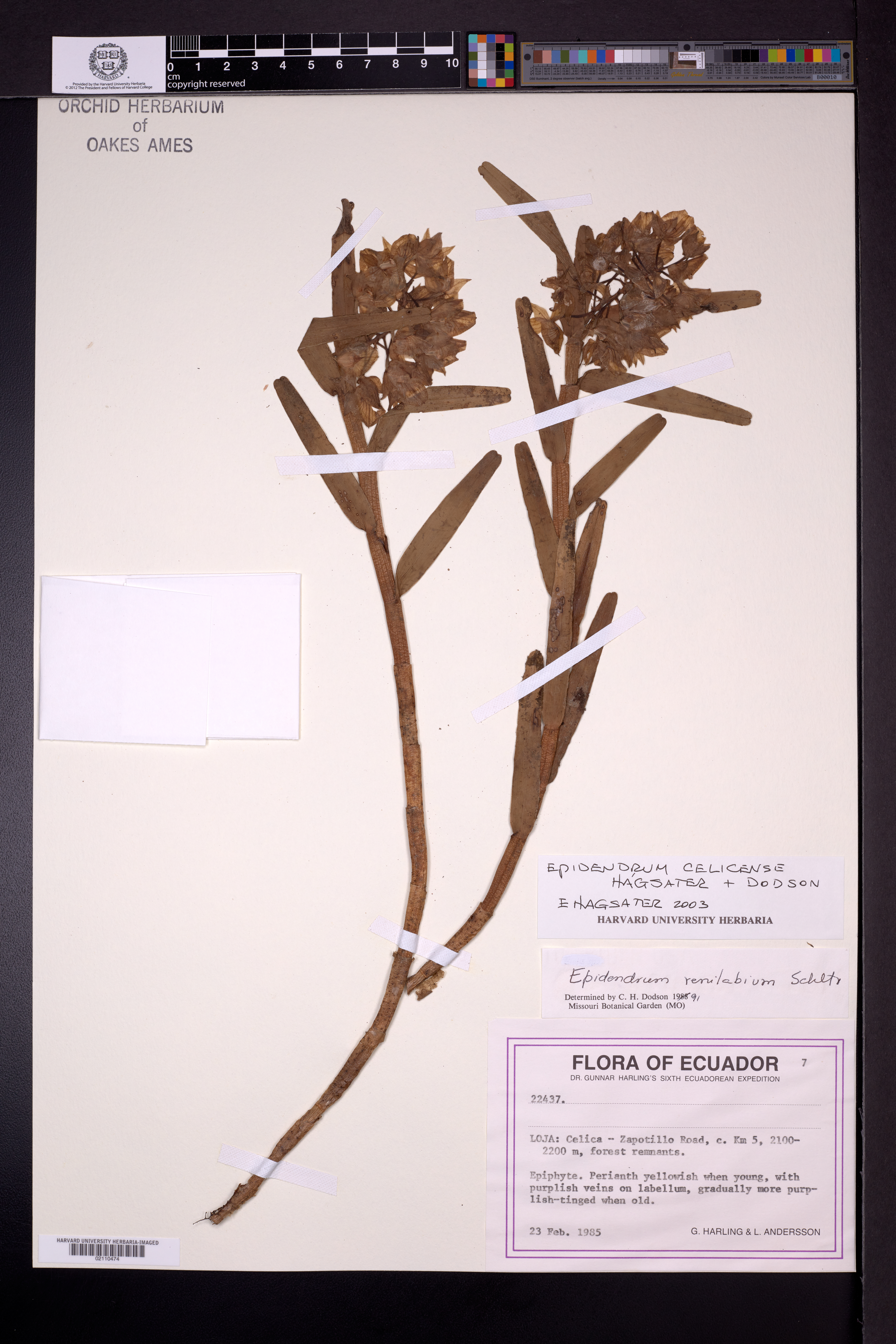 Epidendrum celicense Hágsater & Dodson