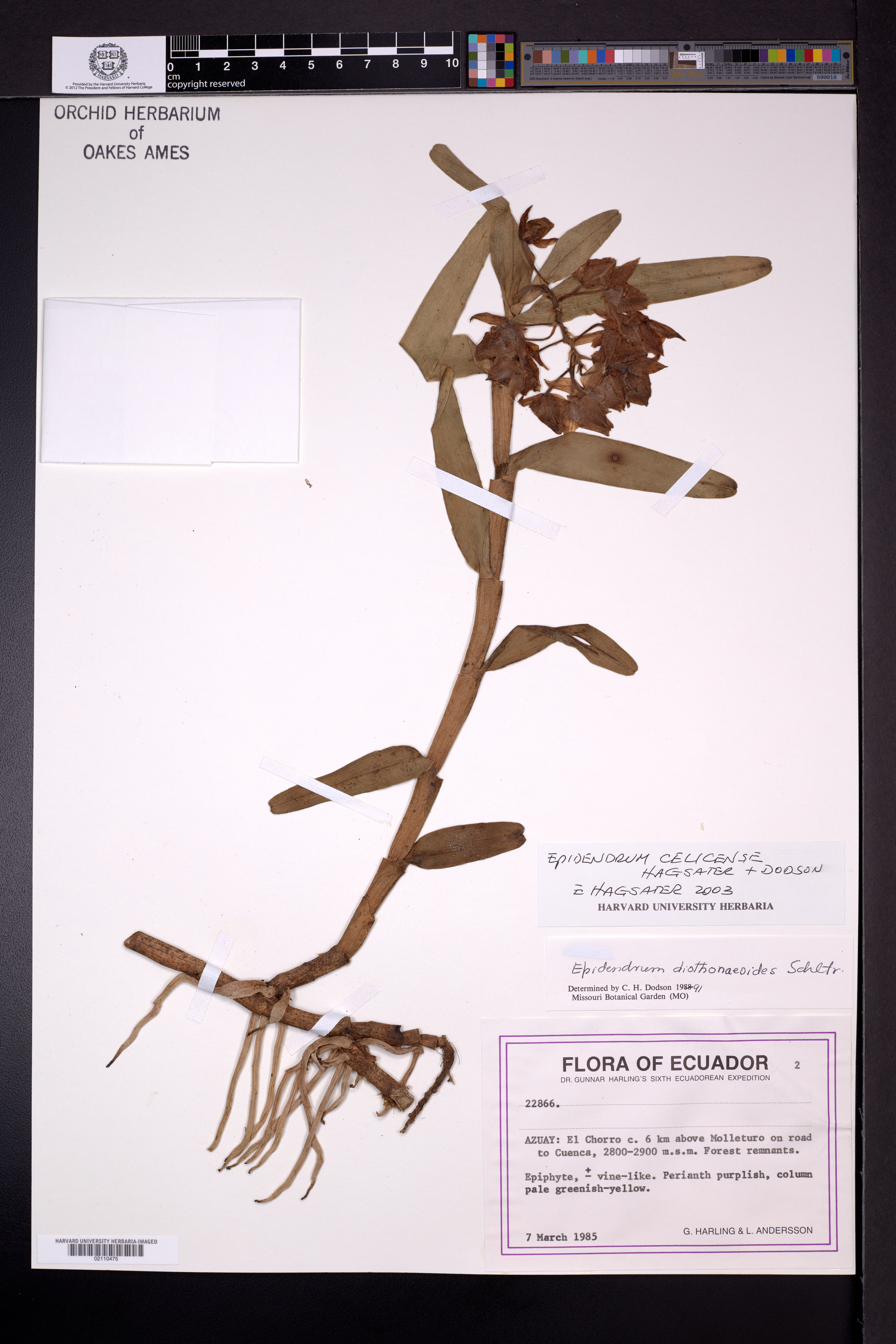 Epidendrum celicense Hágsater & Dodson 3