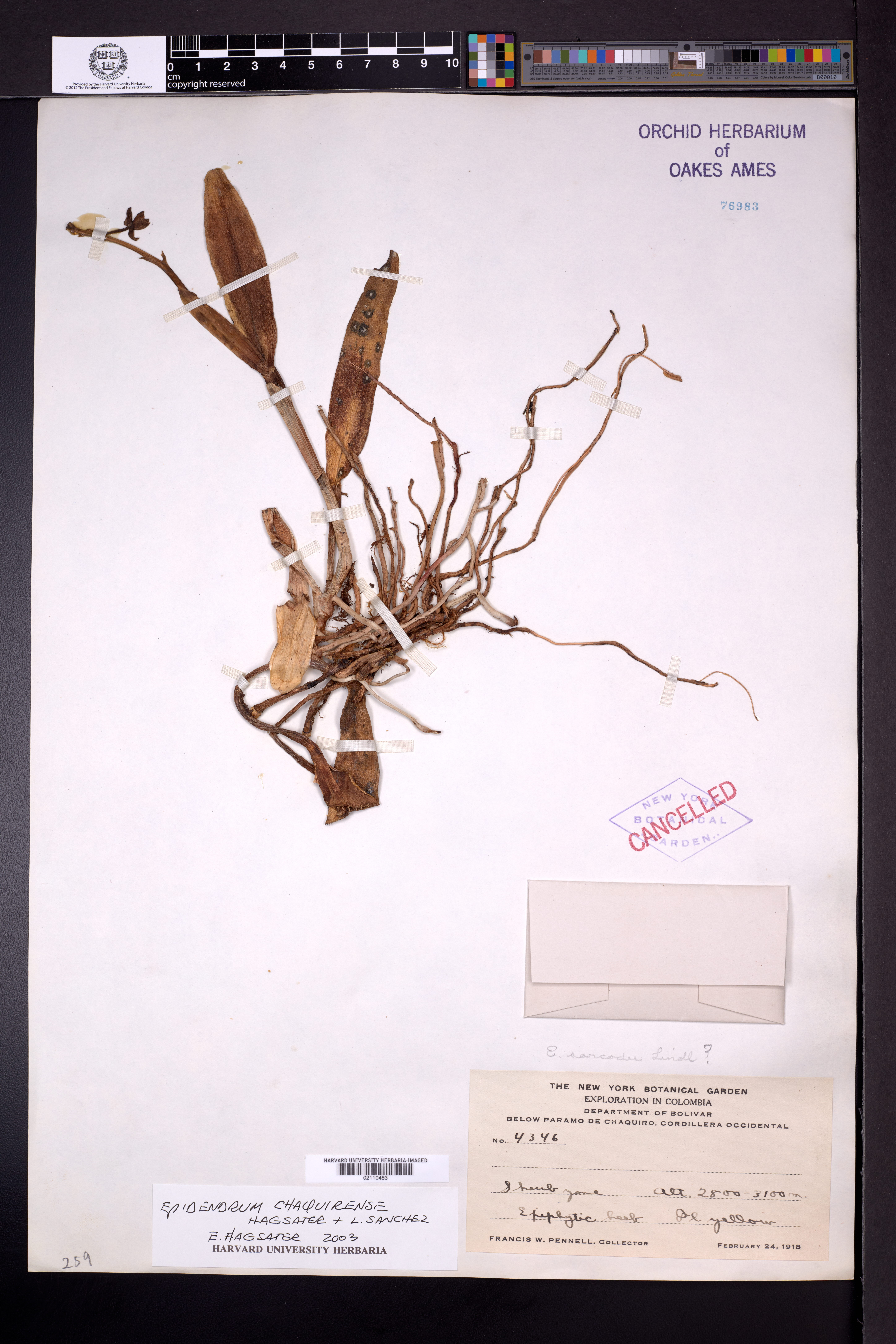 Epidendrum chaquirense Hágsater & L.Sánchez