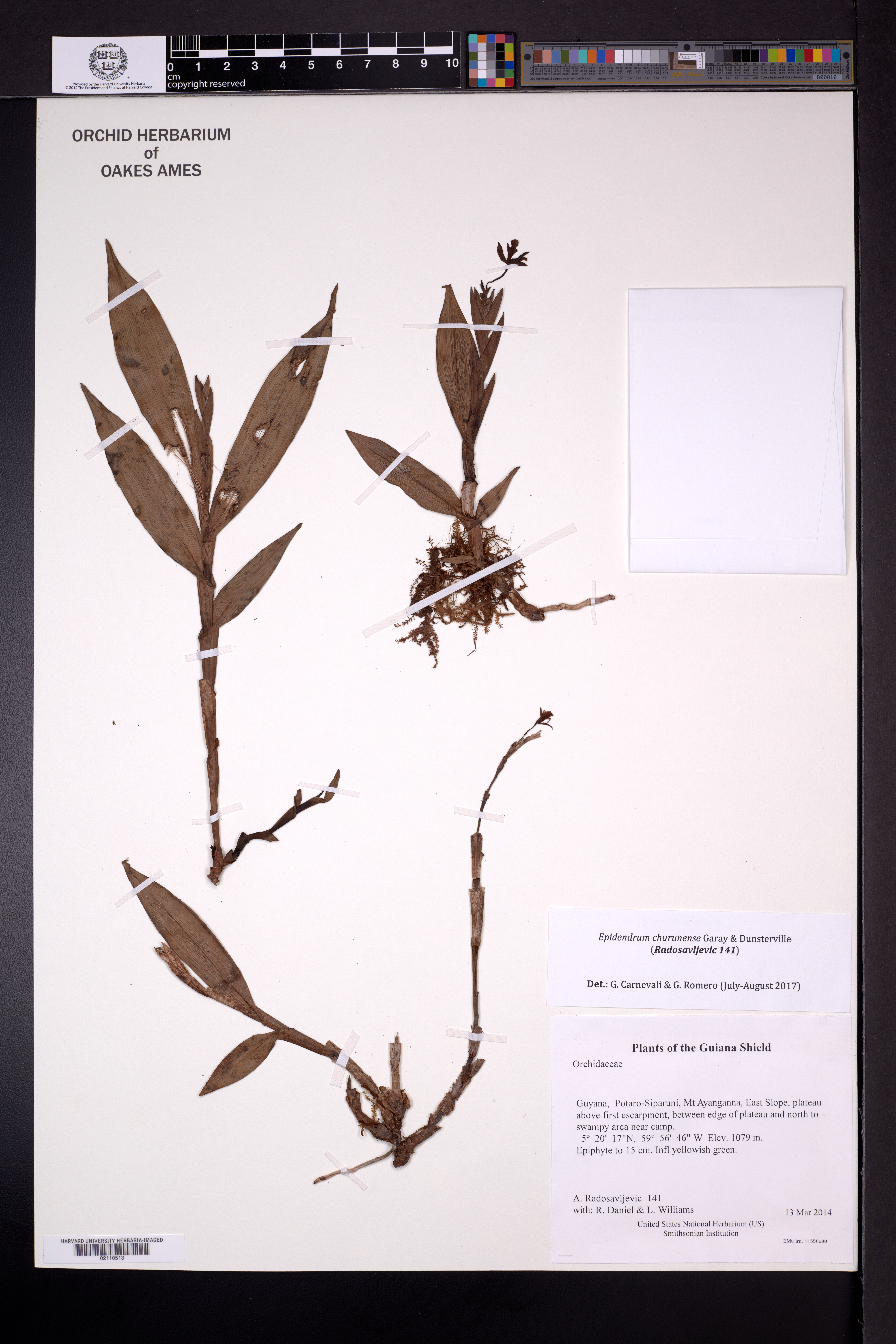 Epidendrum churunense Garay & Dunst.