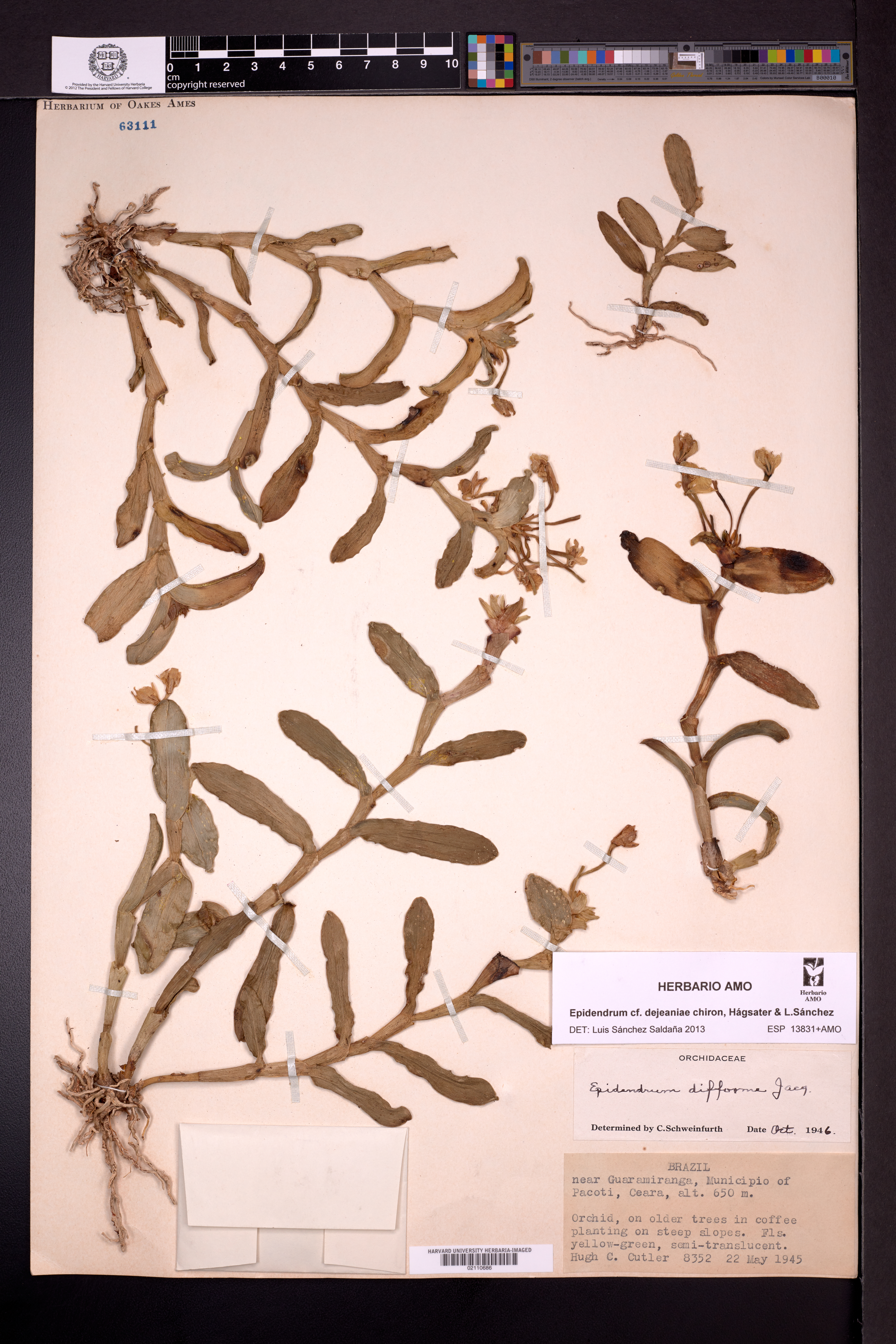Epidendrum dejeaniae Chiron, Hágsater & L.Sánchez