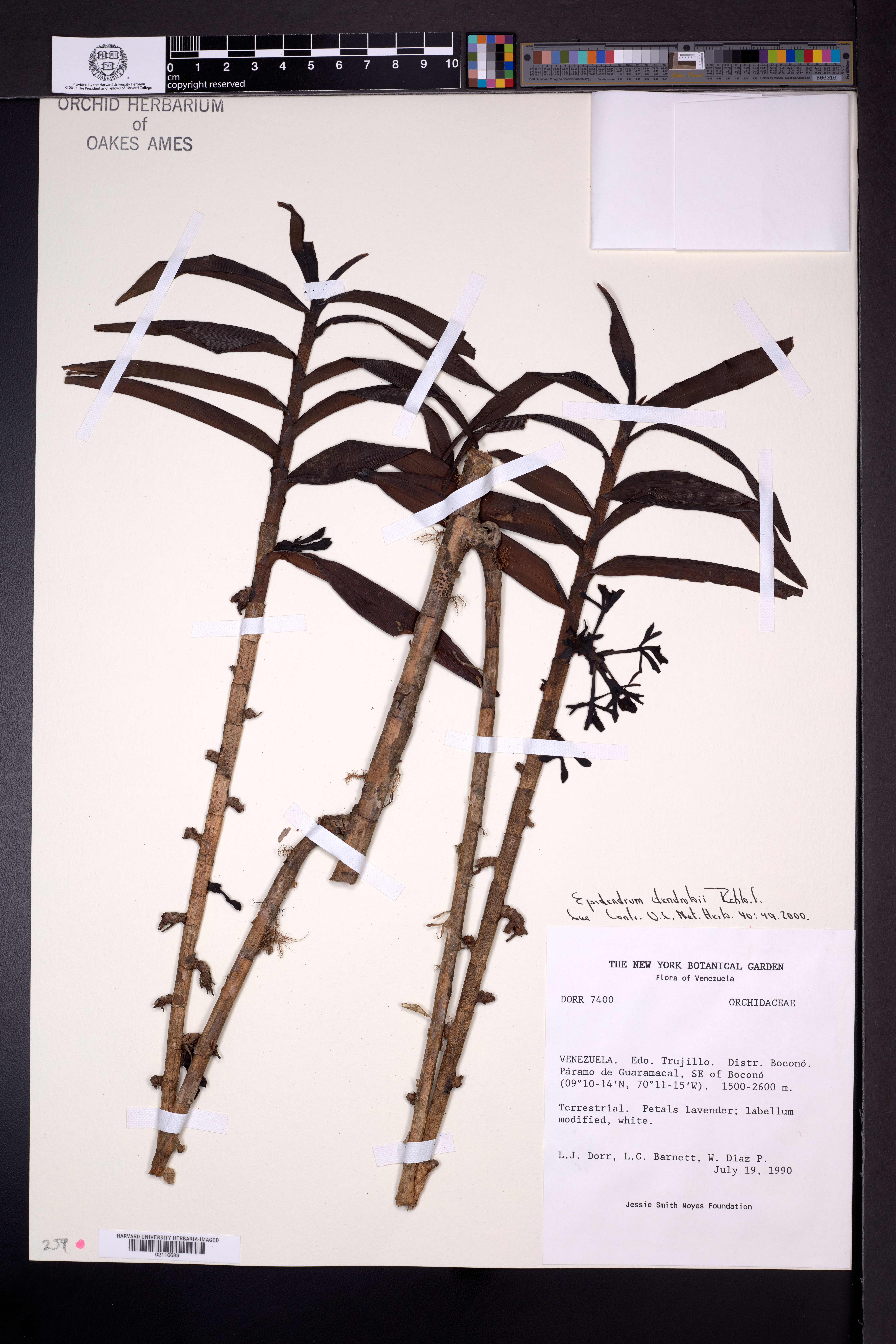 Epidendrum dendrobii Rchb.f. 2