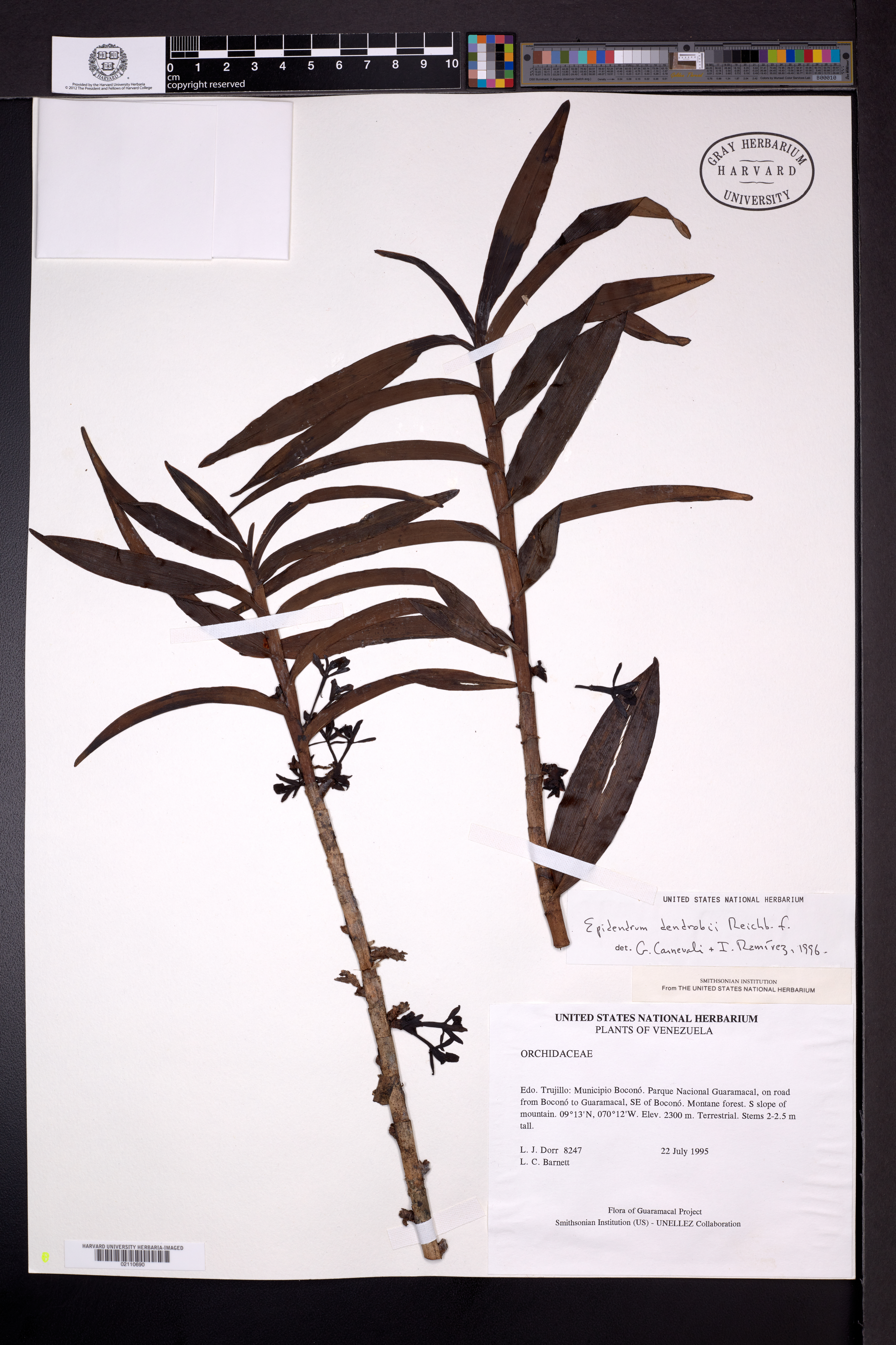 Epidendrum dendrobii Rchb.f.