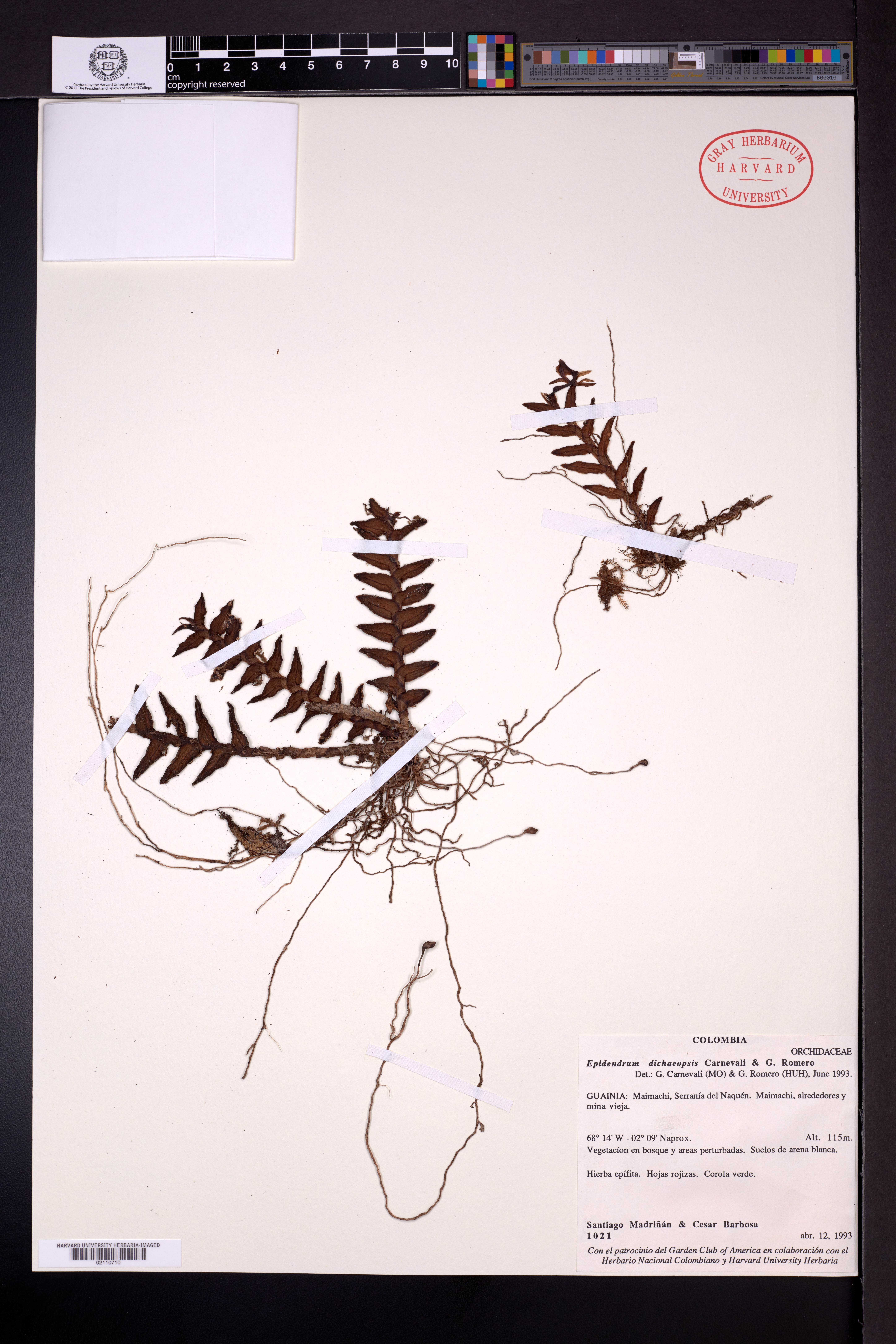 Epidendrum dichaeoides Carnevali & G.A.Romero 2
