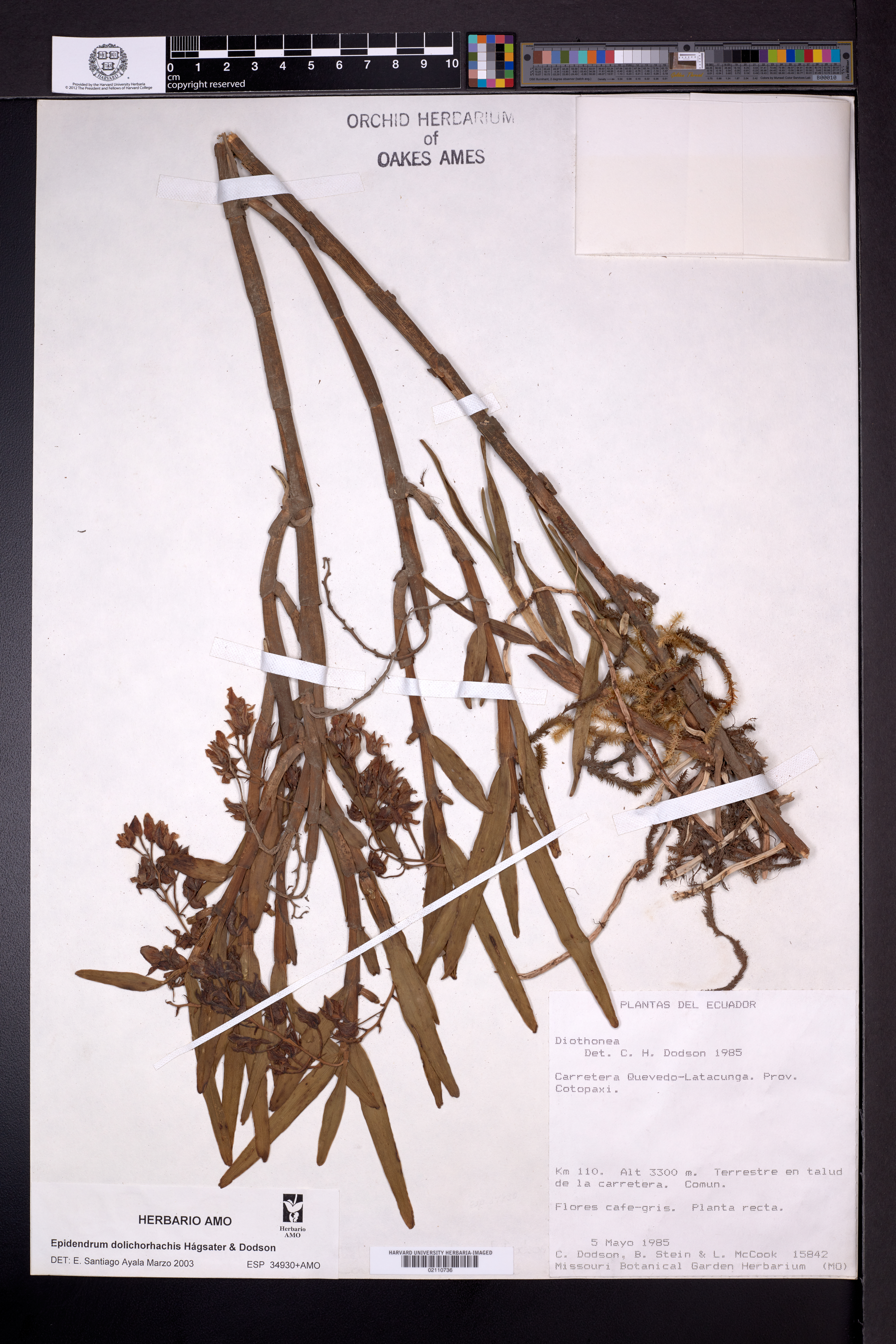 Epidendrum dolichorhachis Hágsater & Dodson 5