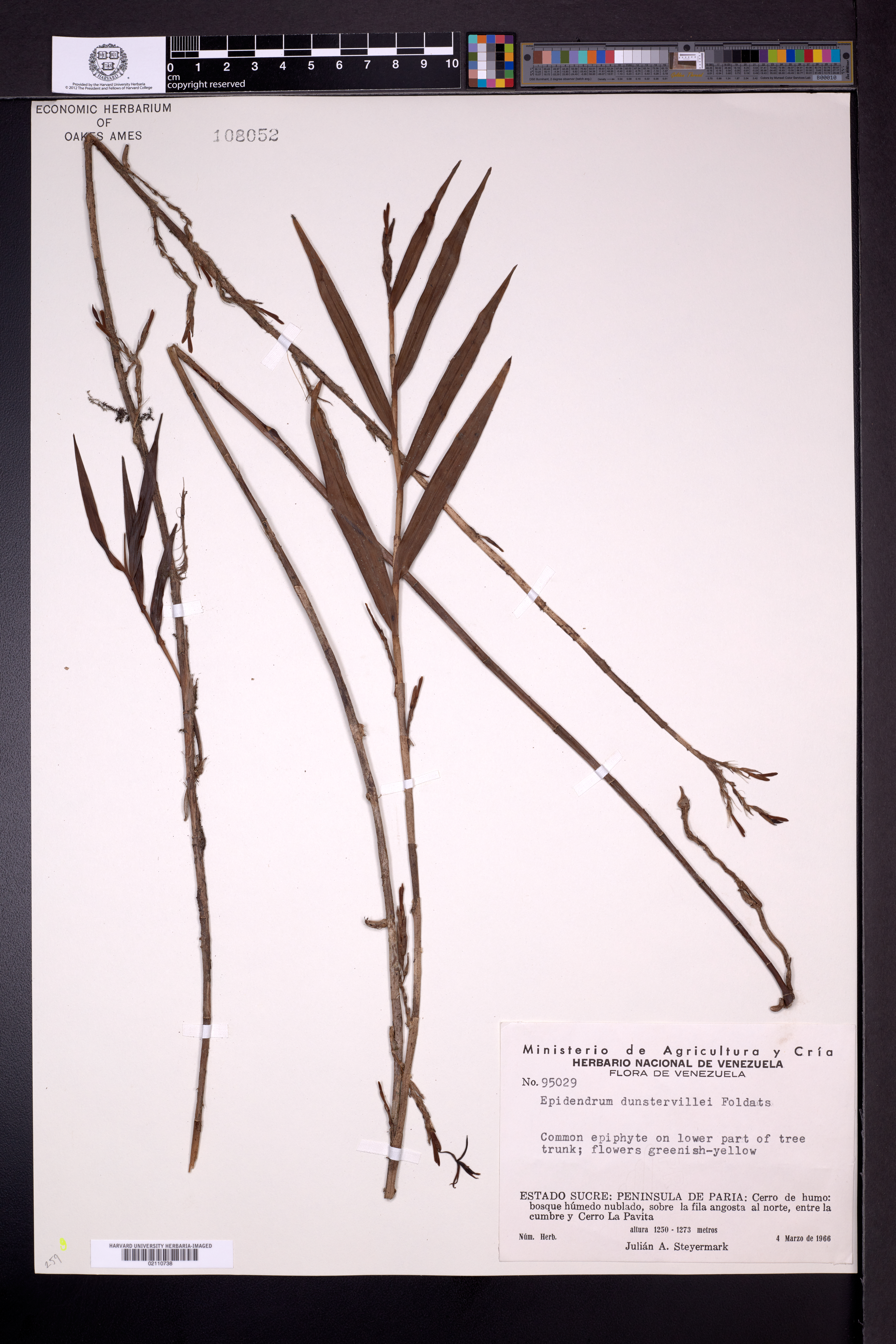 Epidendrum dunstervilleorum Foldats 2