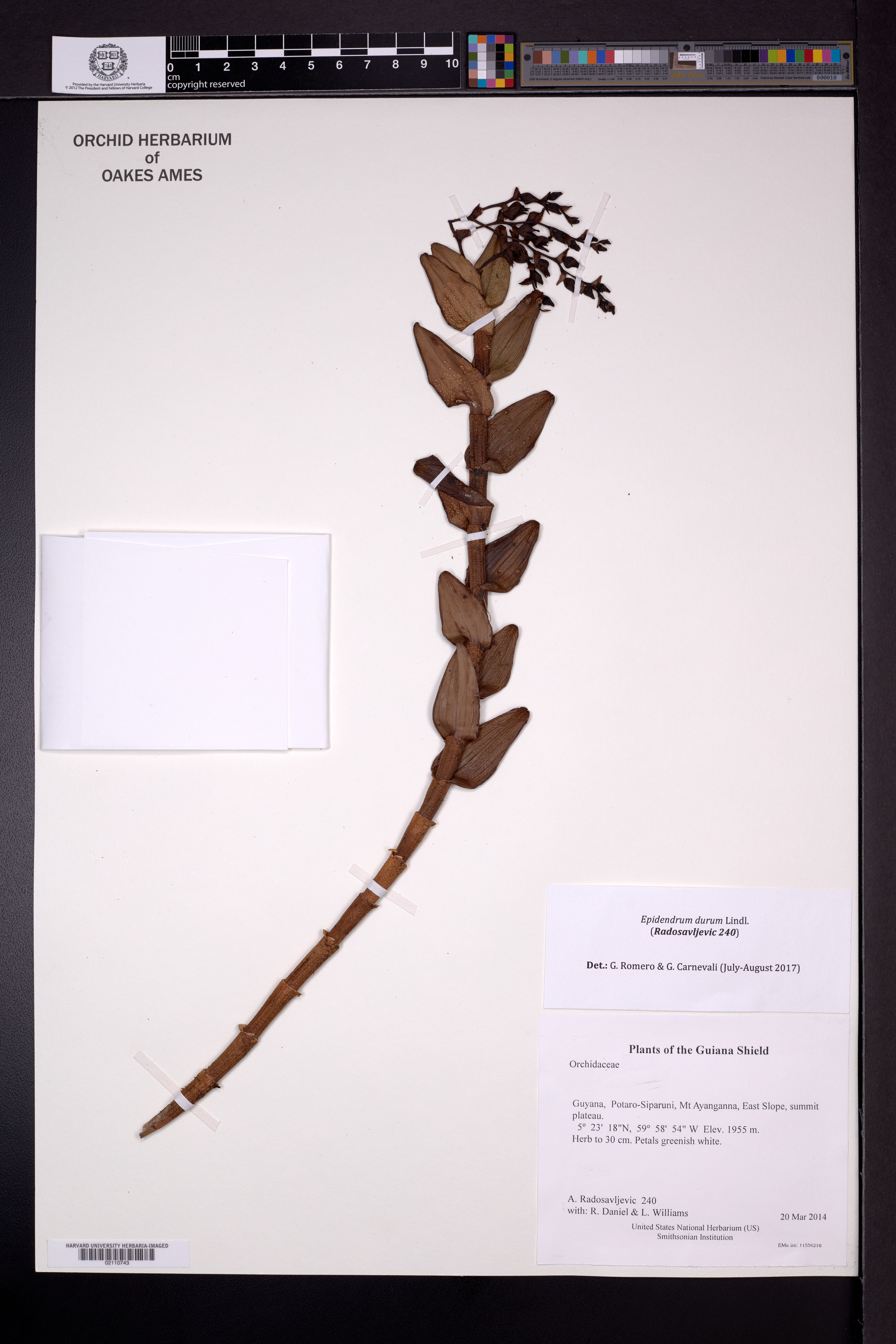 Epidendrum durum Lindl.