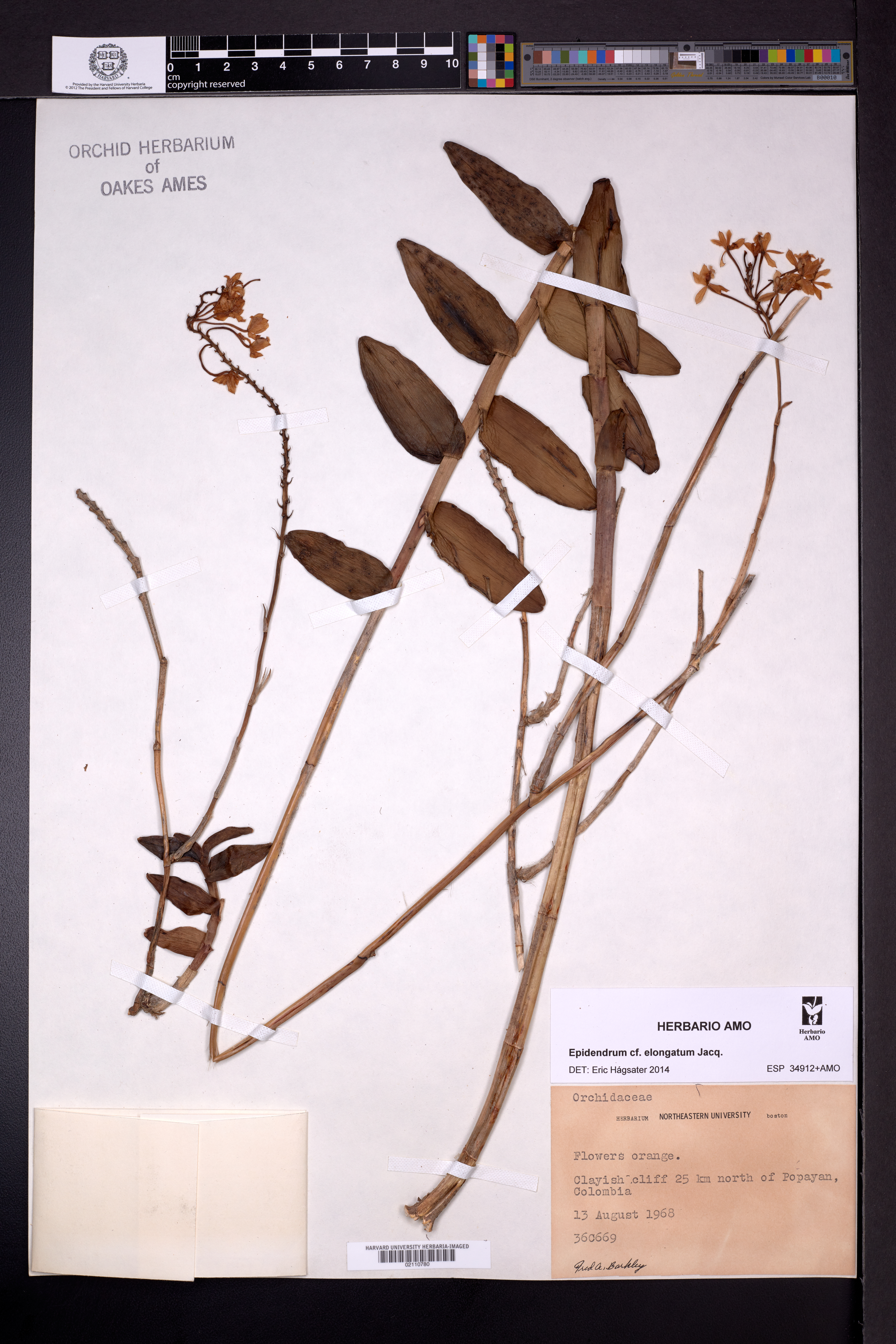 Epidendrum dichotomum C.Presl 3