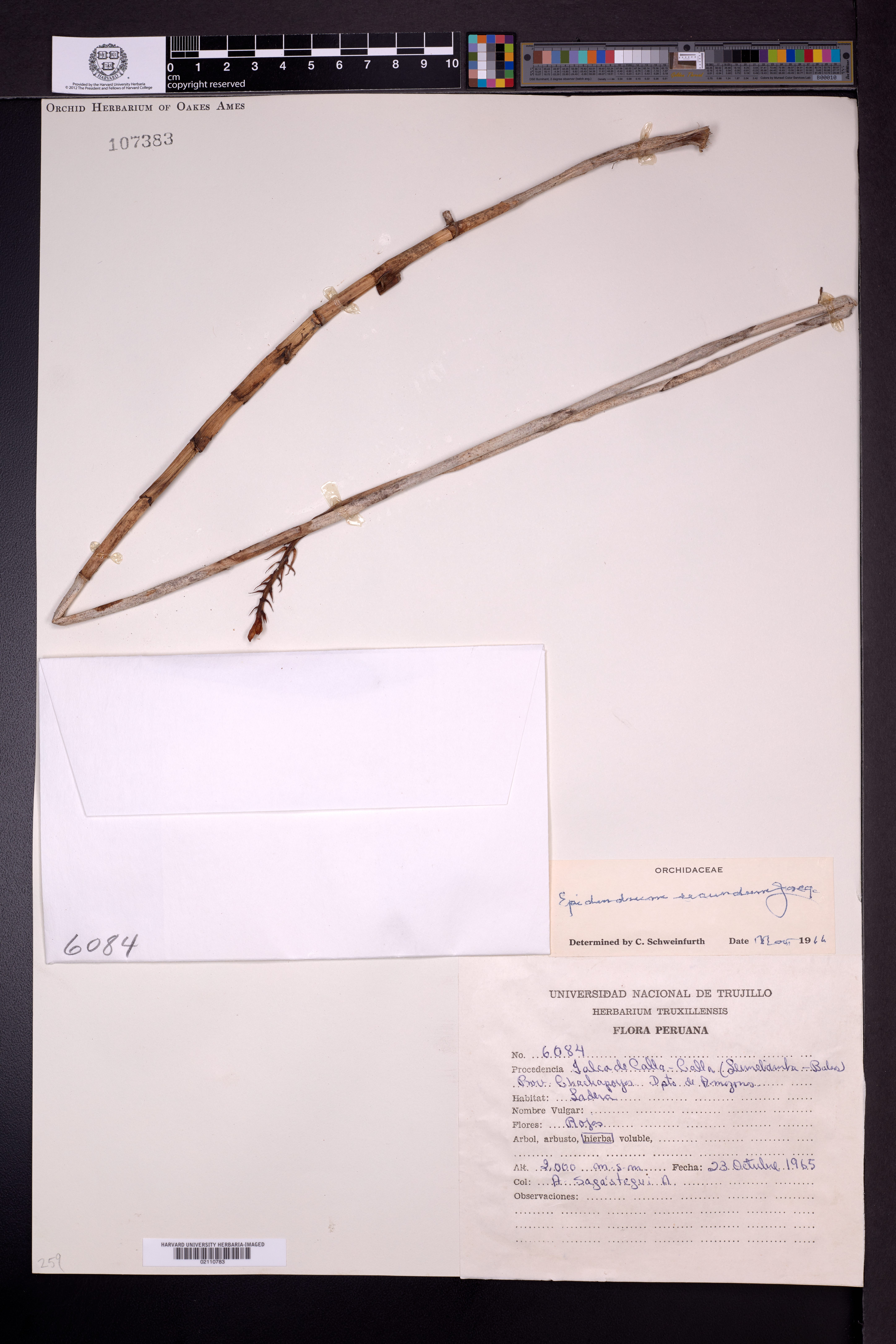 Epidendrum dichotomum C.Presl 4