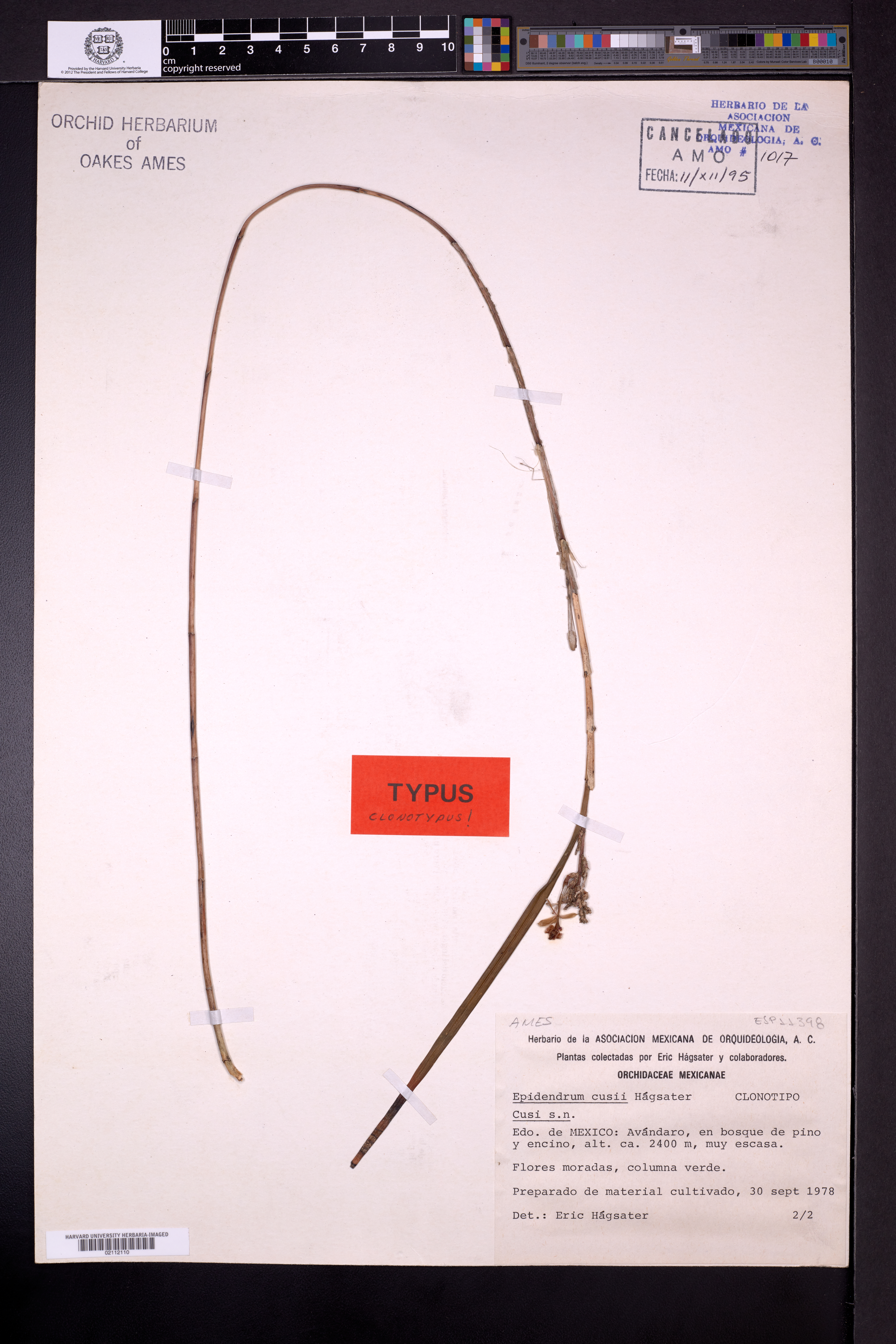 Epidendrum cusii Hágsater 2