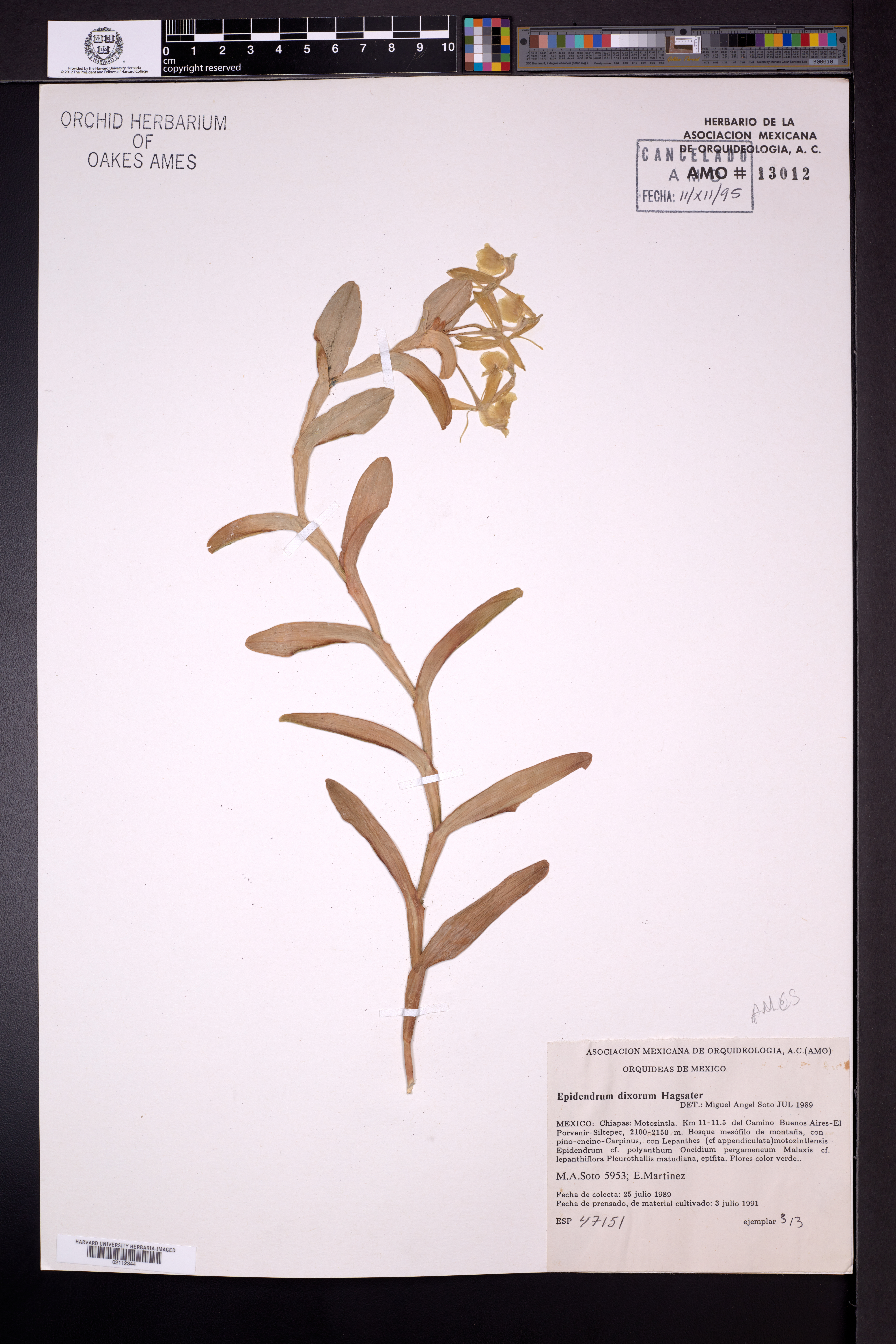 Epidendrum dixiorum Hágsater
