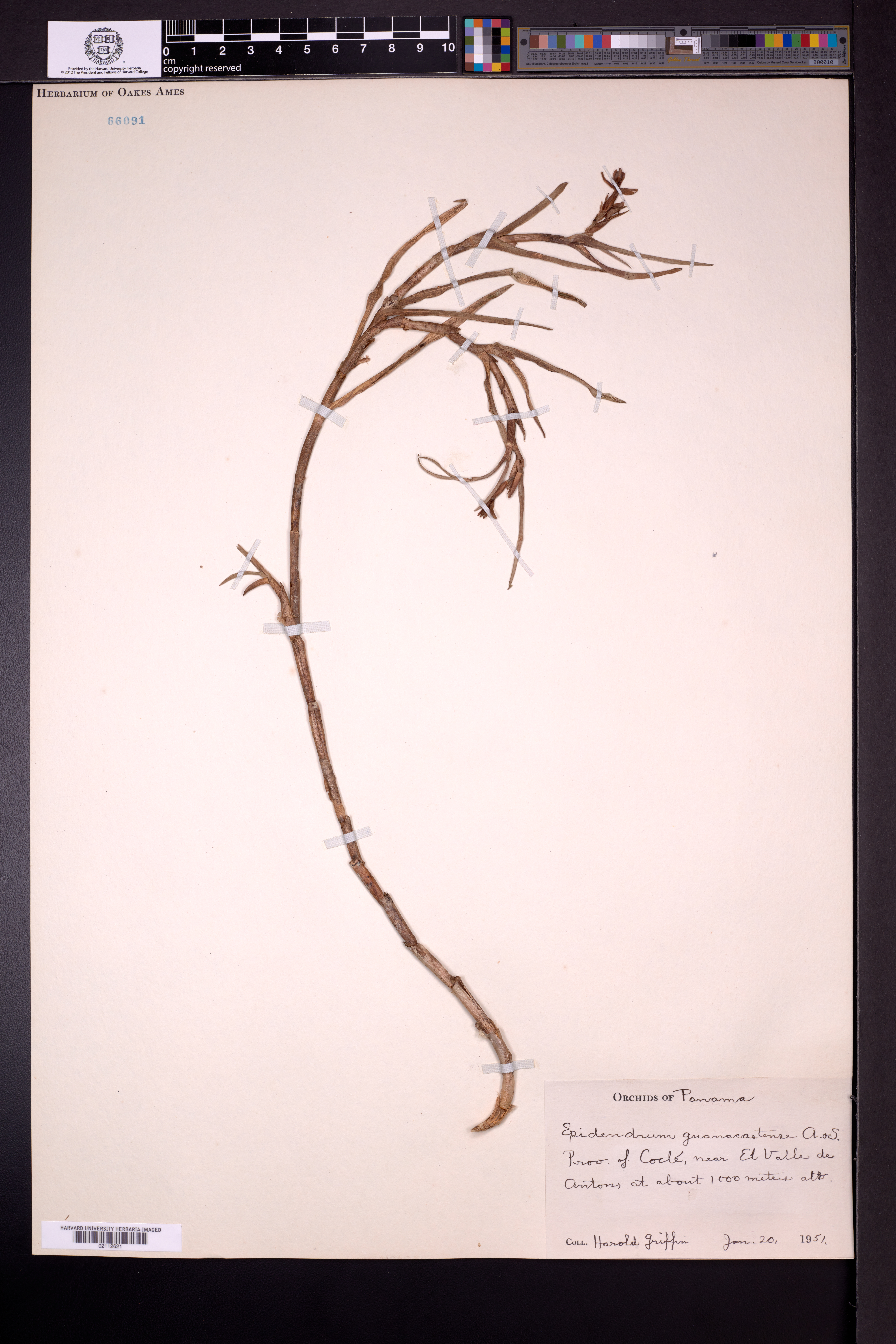 Epidendrum guanacastense Hágsater