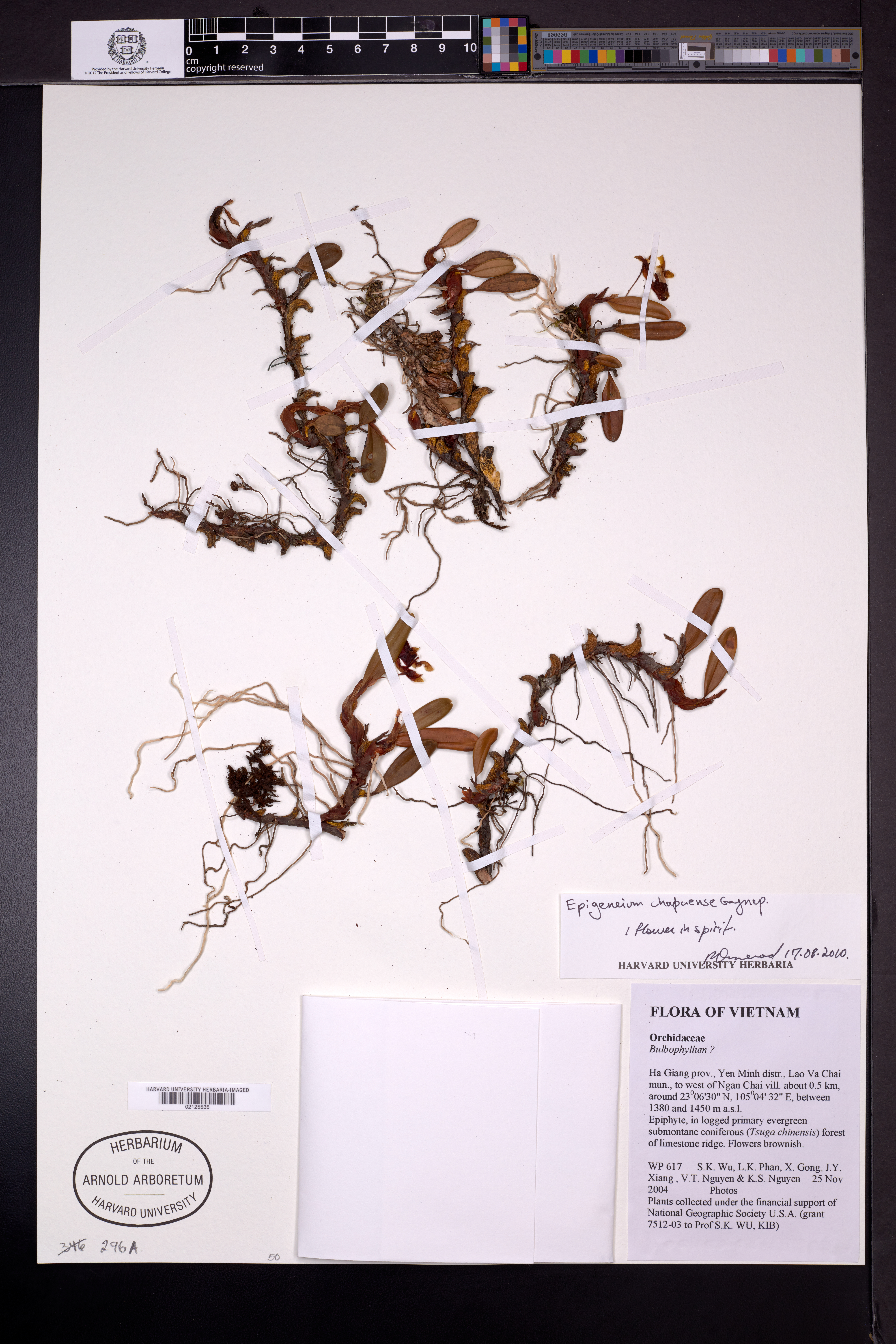 Dendrobium brunneum (Dendrobium brunneum)