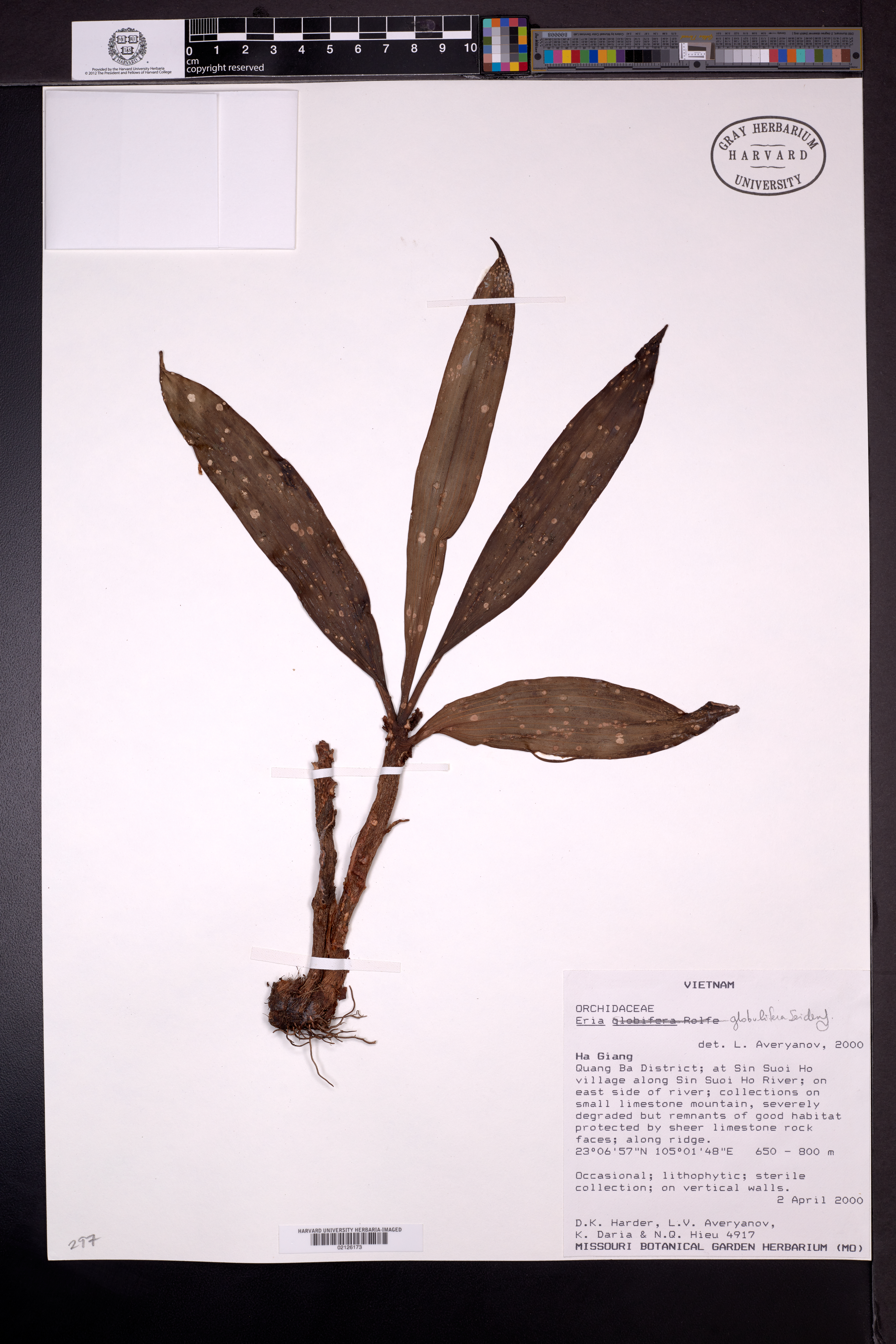 Pinalia globulifera — ảnh 3