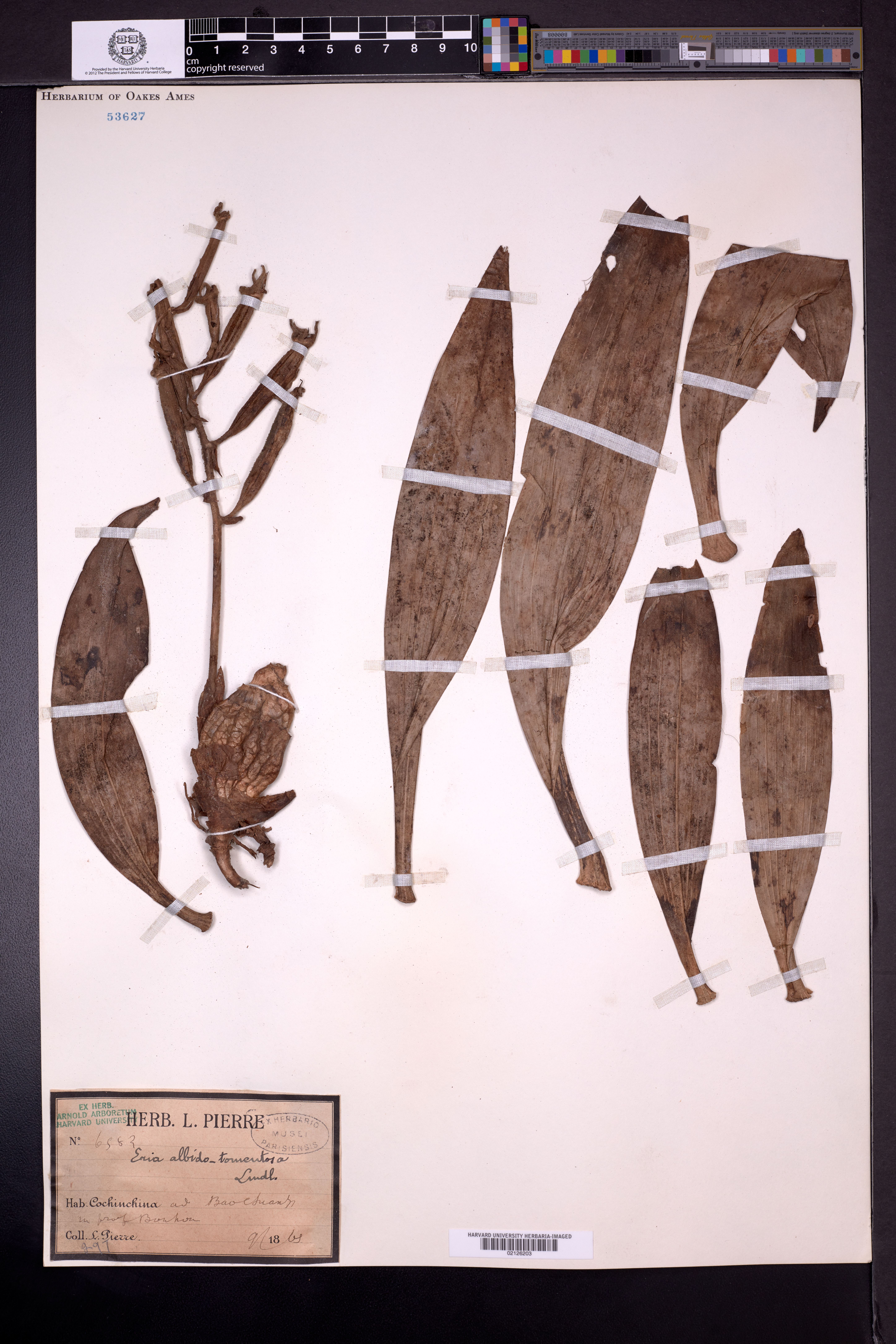 Dendrolirium lasiopetalum — ảnh 3