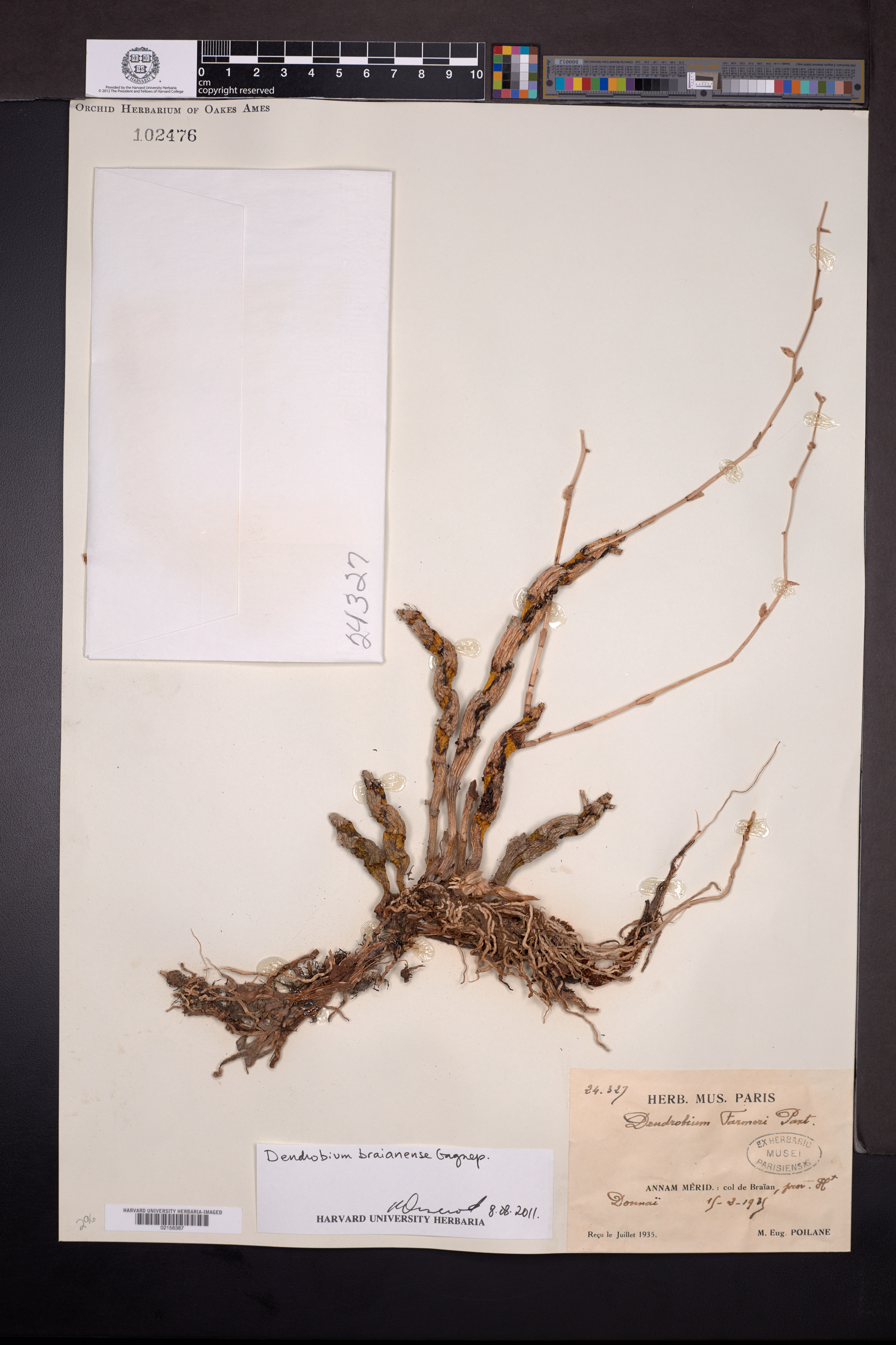 Dendrobium braianense (Dendrobium braianense)