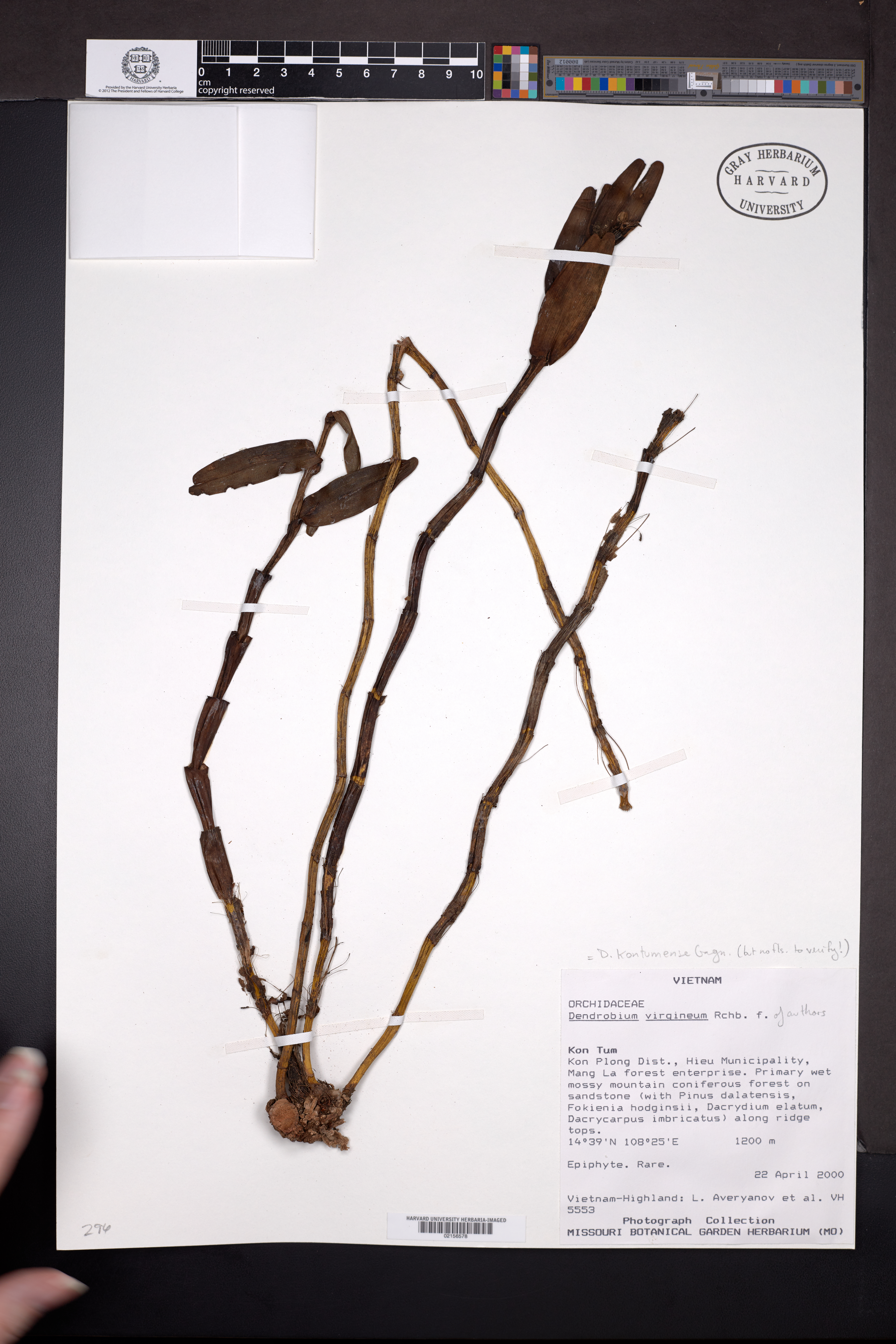 Dendrobium kontumense (Dendrobium kontumense)