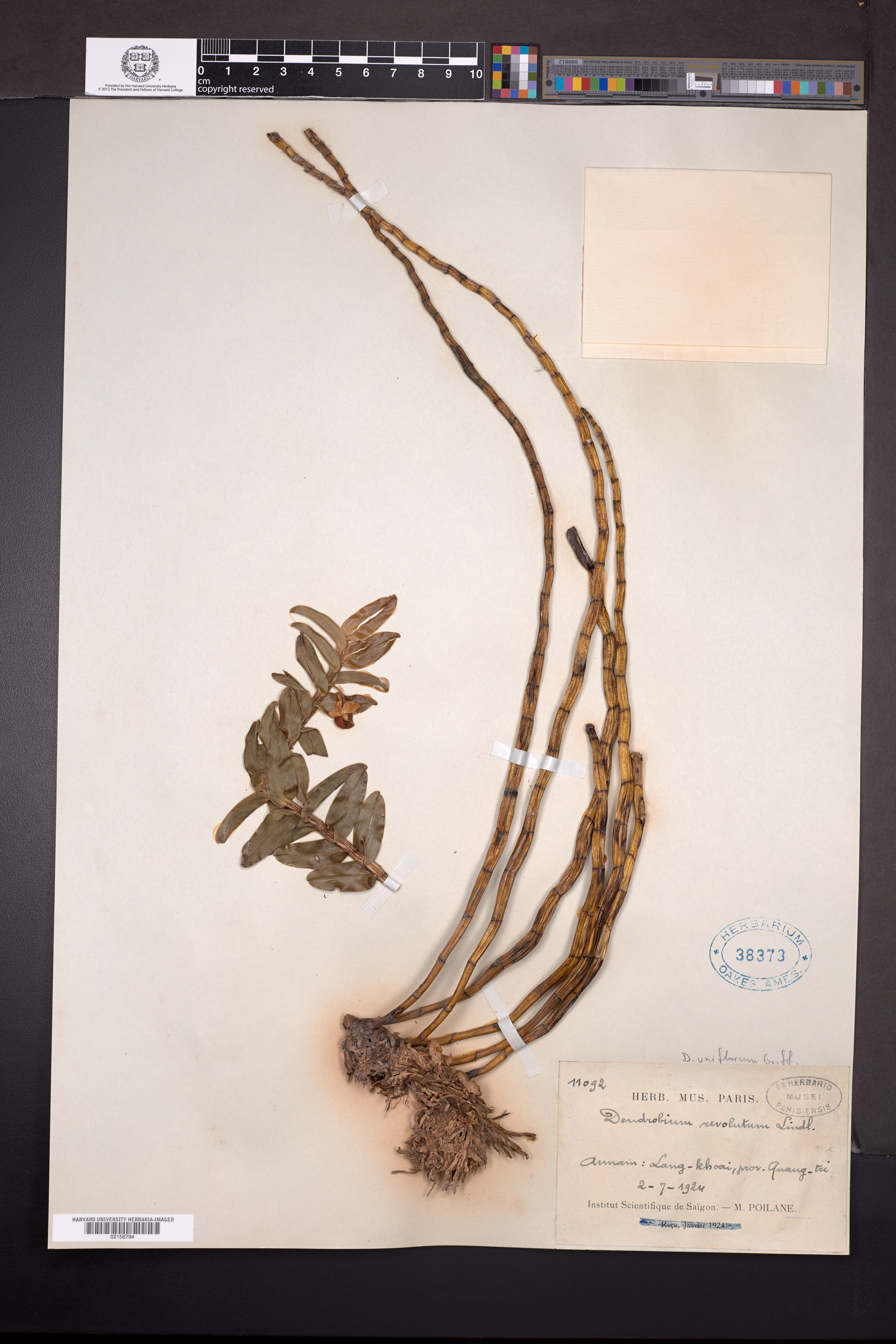 Dendrobium pensile (Dendrobium pensile)