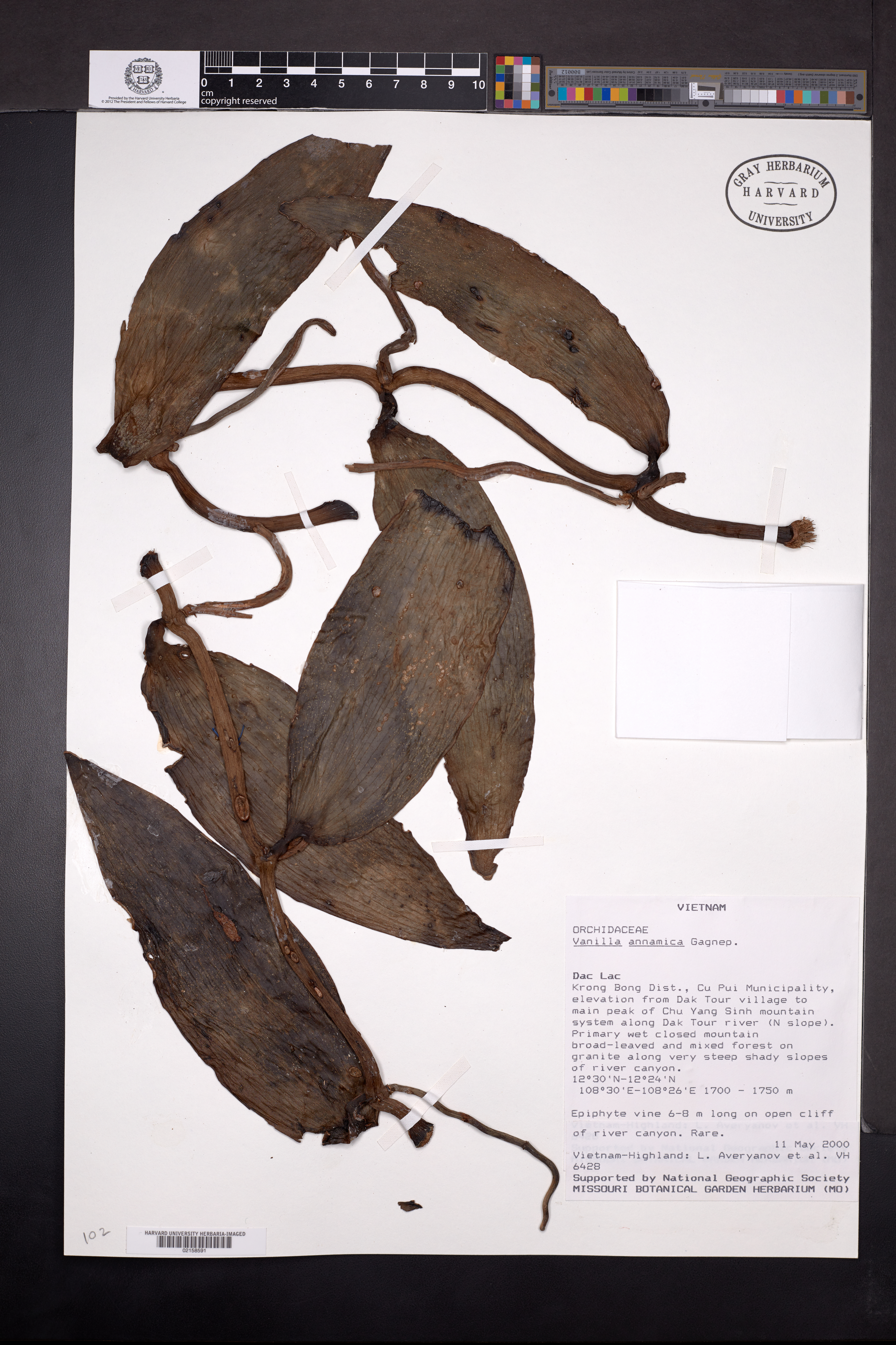 Vanilla annamica — ảnh 3