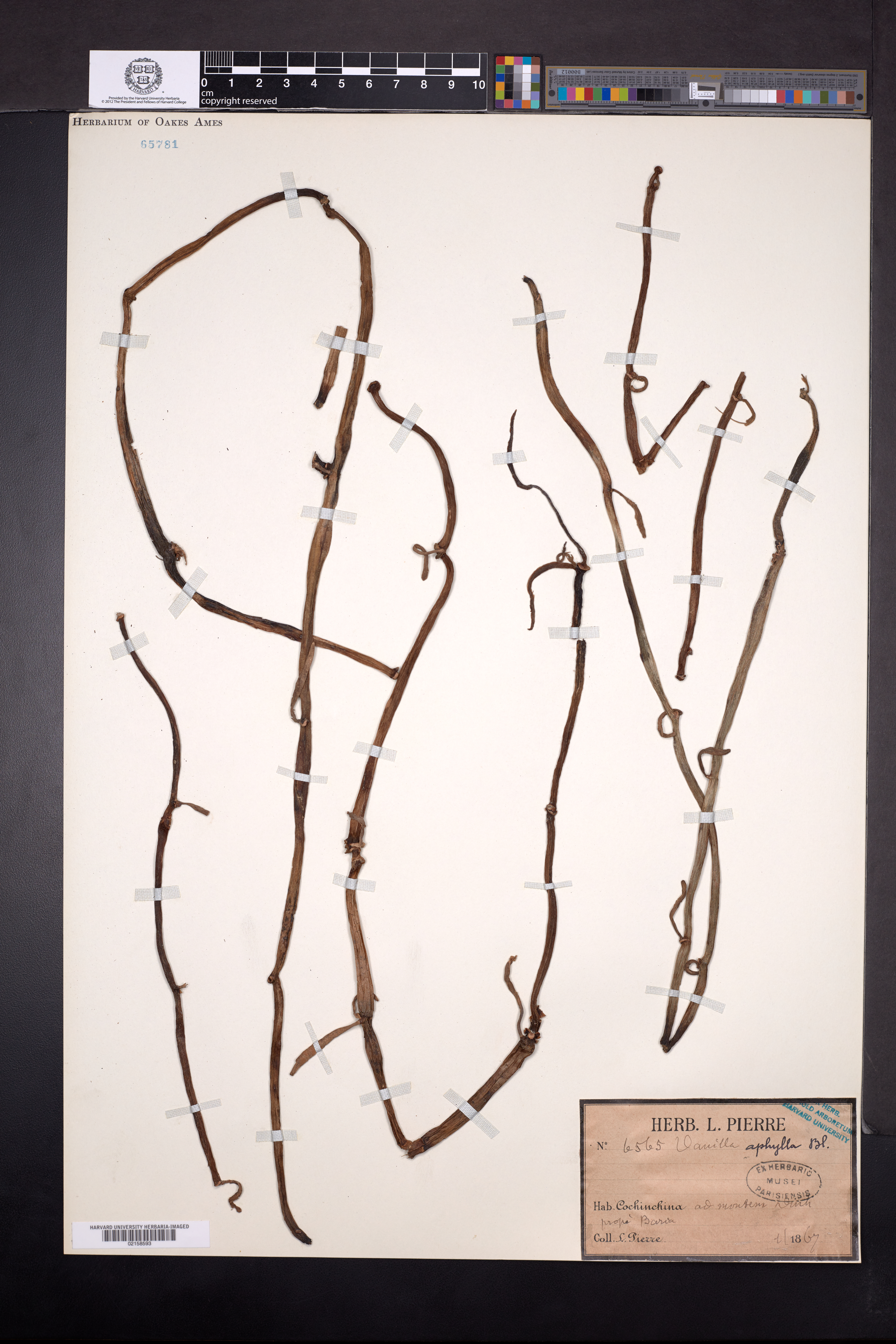 Vanilla aphylla — ảnh 3