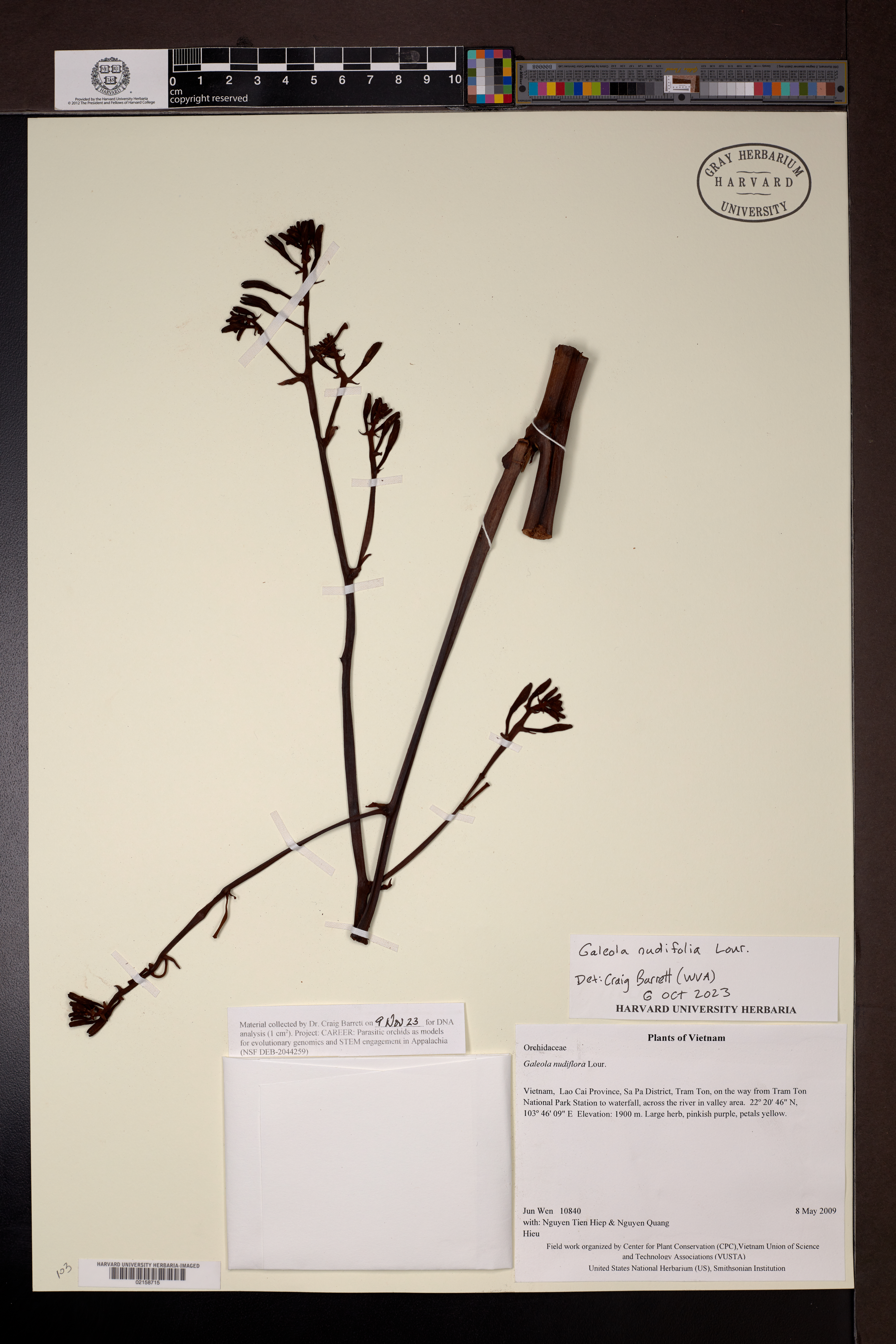 Galeola nudifolia — ảnh 2