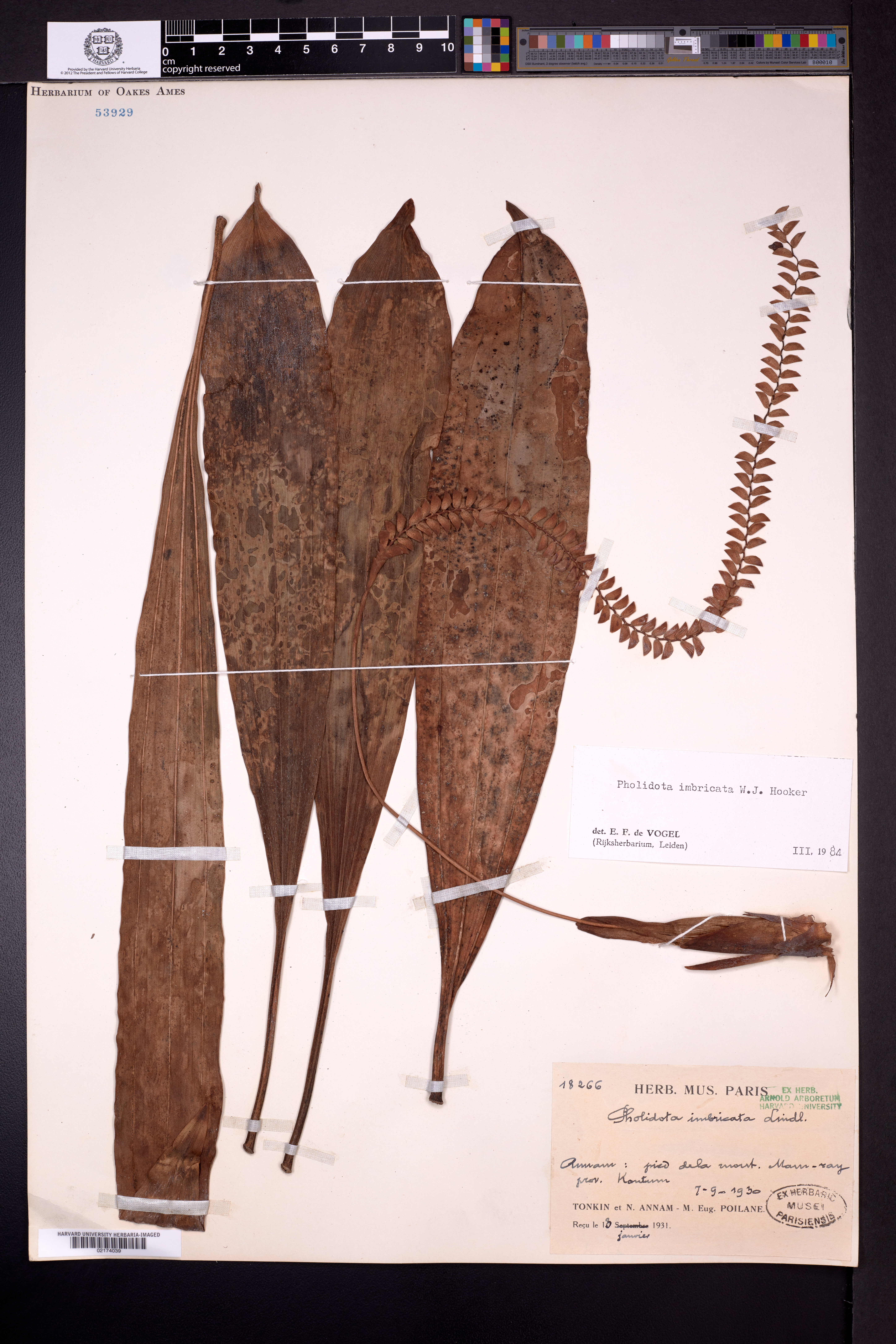 Pholidota imbricata — ảnh 3