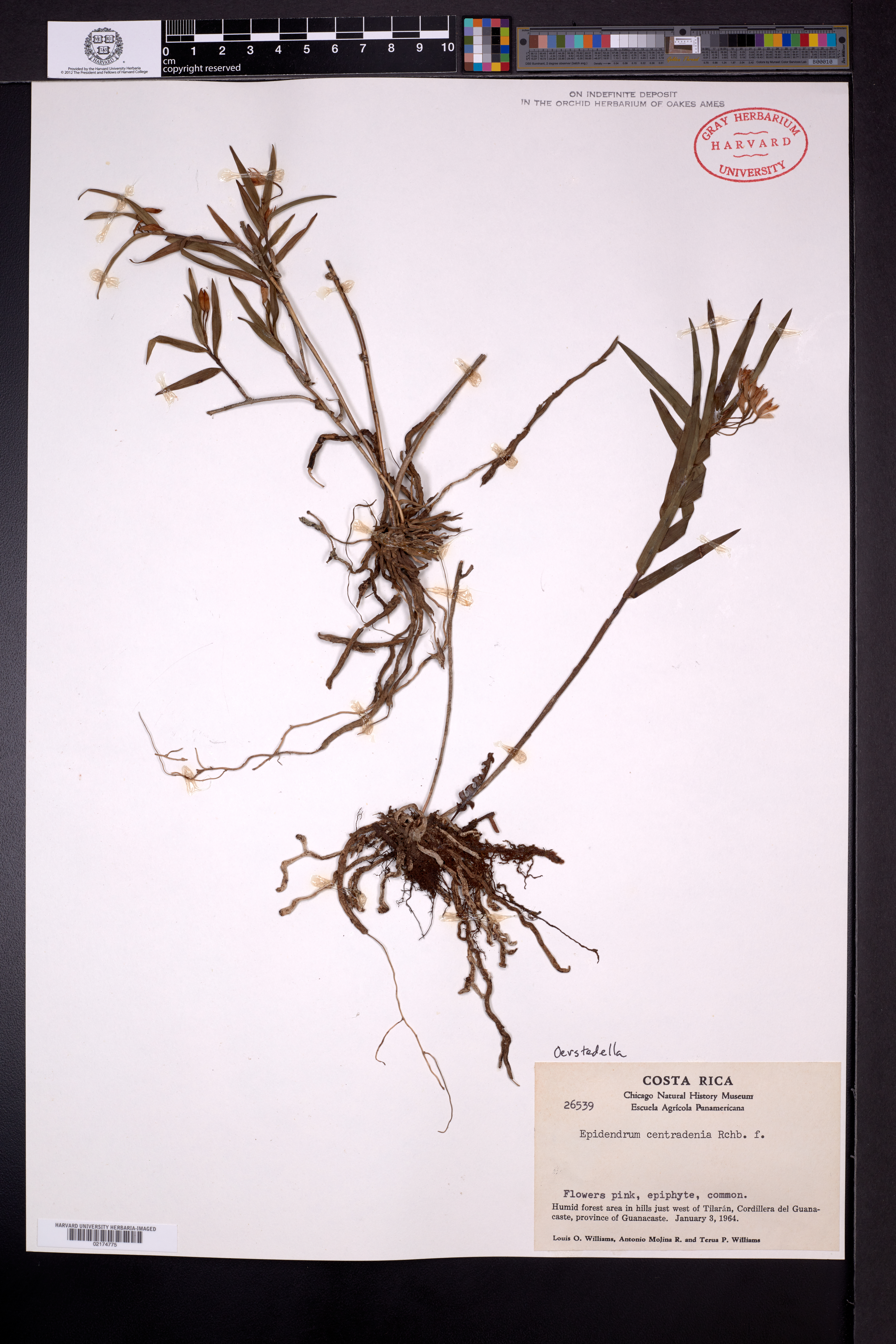 Epidendrum centralense 2