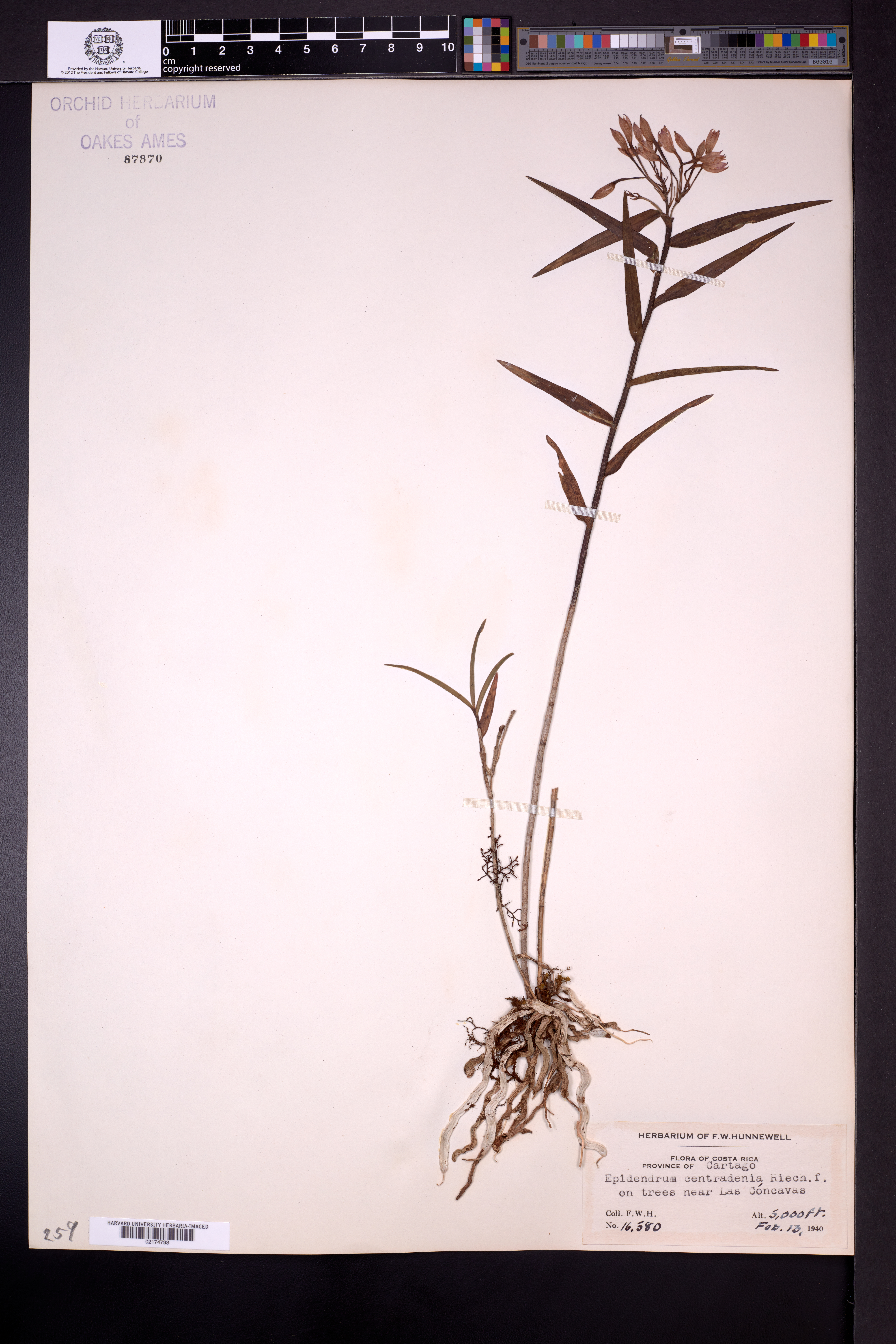 Epidendrum centralense 3
